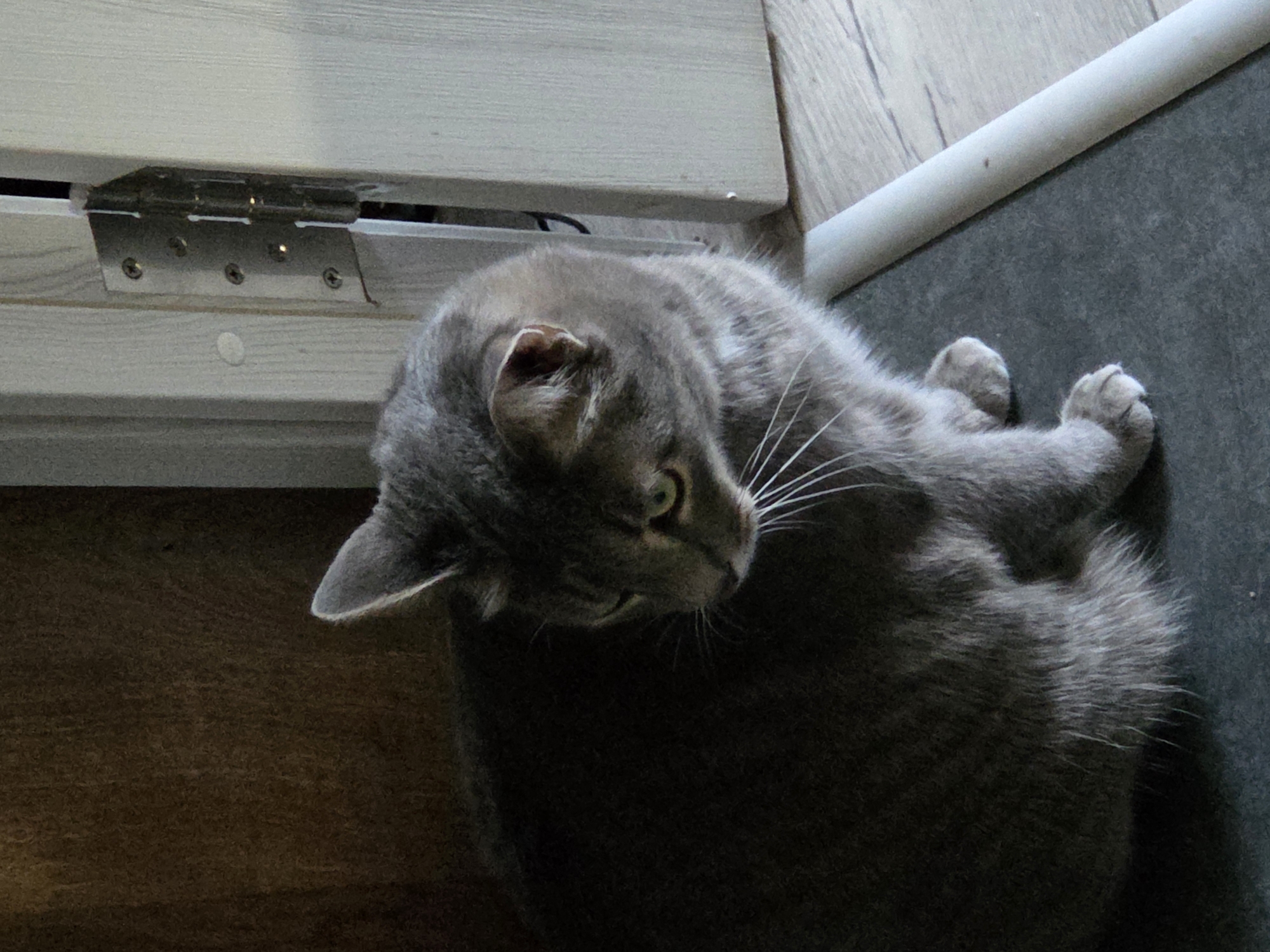 A gray tabby cat is depicted lying on a dark floor surface in an indoor setting. The cat is curled up, with its head turned to the left, looking away from the camera. It has light green eyes and long white whiskers. The cat's fur exhibits subtle stripe patterns, characteristic of a tabby.
In the upper left portion of the image, a silver-colored door hinge, secured by visible screws, is attached to a light-colored wooden door frame or wall panel. Adjacent to this frame and beneath the hinge, a warm-toned wooden floor is visible. This wooden floor transitions into the dark floor or mat where the cat is resting. A white, cylindrical object, possibly a pipe or a piece of trim, runs horizontally along the seam between the wooden and dark floor surfaces. The lighting in the scene appears soft and diffused. The cat seems calm and perhaps observant. No visible text is present in the image.
