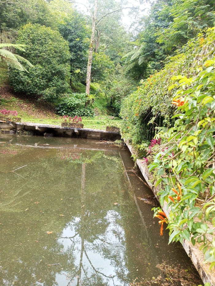 The image displays a tranquil, overgrown waterway within a natural setting, located in the city of Kanand, India. The foreground features a rectangular section of murky, greenish-brown water, reflecting the overhead foliage and a prominent bare-trunked tree. Debris, including leaves and small particles, is scattered across the water's surface.
Along the left bank, a low concrete retaining wall borders a gentle, grass-covered slope densely populated with green vegetation. Two small planters containing reddish-purple ornamental plants are positioned on this concrete structure. The right bank is defined by a vertical concrete structure largely obscured by a thick curtain of vibrant green foliage. Orange, trumpet-shaped flowers are interspersed within this greenery, with additional reddish-purple flowers visible near the base of the wall.
The background consists of a dense forest or wooded area, characterized by numerous tall trees, lush undergrowth, and large fern-like plants. A single tall, light-barked tree trunk stands prominently near the center-left. The lighting is diffuse, indicative of an overcast day. No individuals or active subjects are present in the scene.