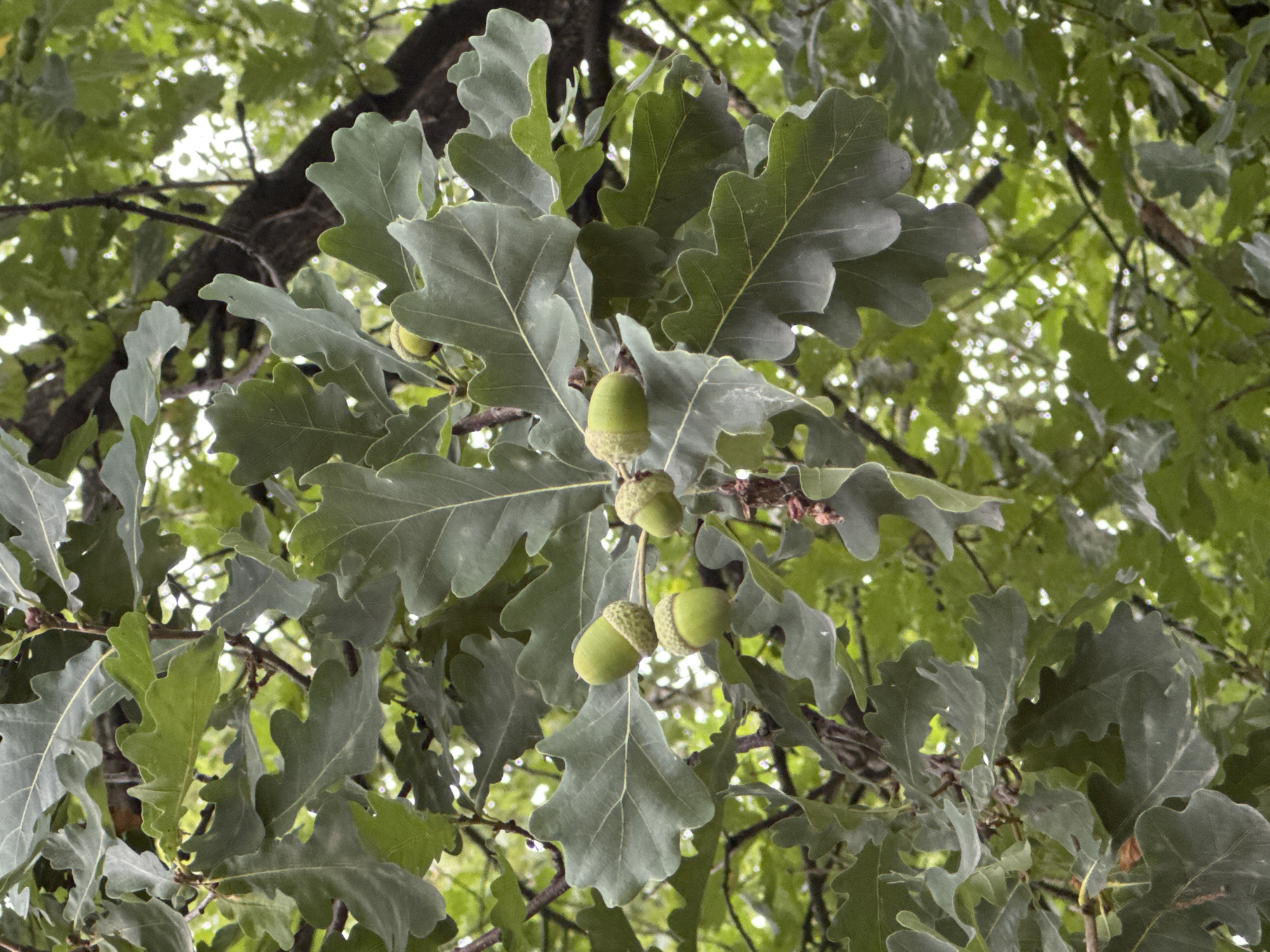 An image shows a close-up of a tree branch laden with acorns and large, lobed oak leaves. The acorns are green and capped with brown, fuzzy cups. The leaves are a deep green and have a slightly leathery texture. The background is filled with more foliage, suggesting a densely wooded area. The lighting is soft and diffused, indicating an overcast day or a shady location. The image is composed in a portrait orientation, with the branch running diagonally across the frame. There is no visible indication of the specific location in Nizhny Novgorod, Russia.