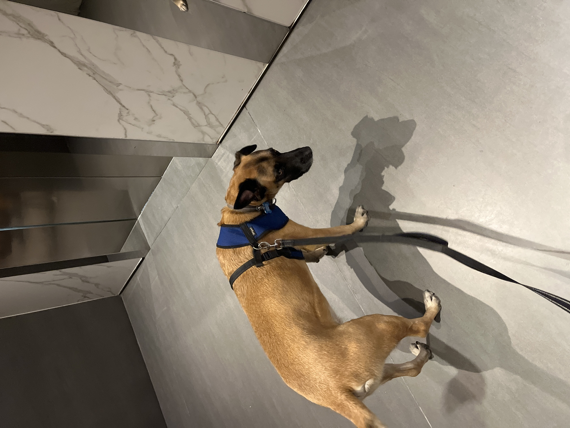 A brown dog wearing a blue harness and attached to a black leash is lying on a gray tile floor indoors. The dog is oriented diagonally in the frame, with its head pointing towards the upper right. The dog is casting a shadow on the floor. To the left of the dog are gray and white tiled steps or platforms. The location is unknown.