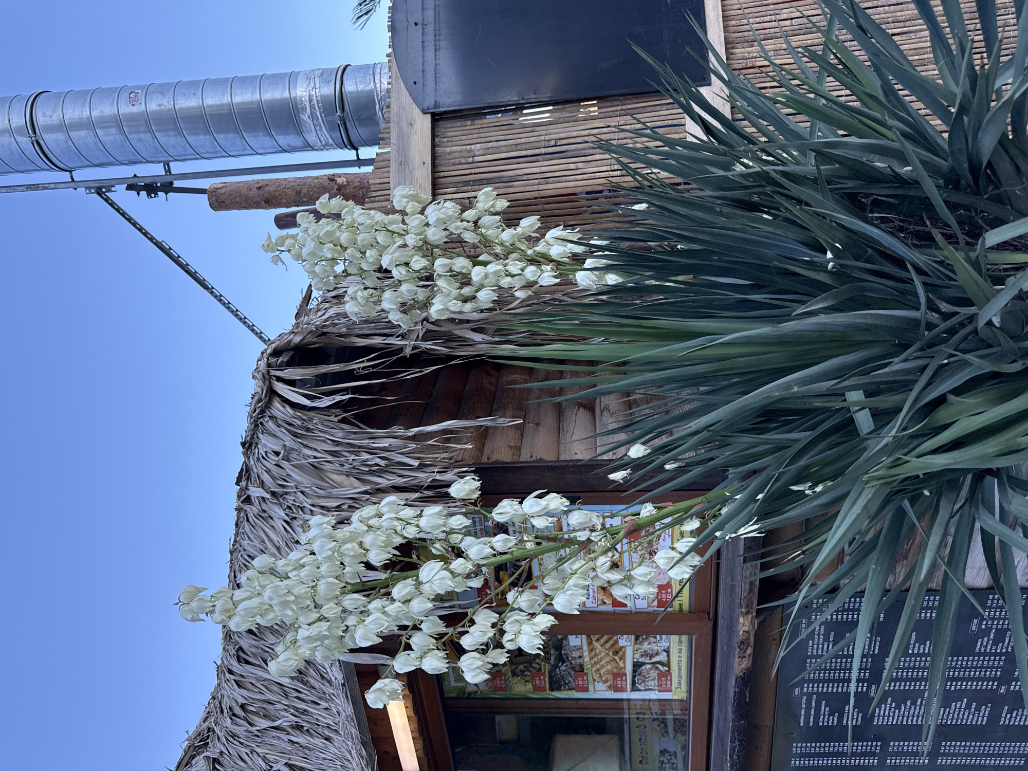 A tall yucca plant with white flowers stands in front of a rustic wooden building with a thatched roof. The building appears to be a food stand, as indicated by a menu displayed in the window. Behind the stand, a large silver chimney rises into the clear blue sky. The scene is set outdoors, likely in a warm climate. The yucca plant's spiky green leaves are lush, and its white blossoms are clustered in hanging bell shapes. The overall impression is one of natural beauty set against a man-made structure.