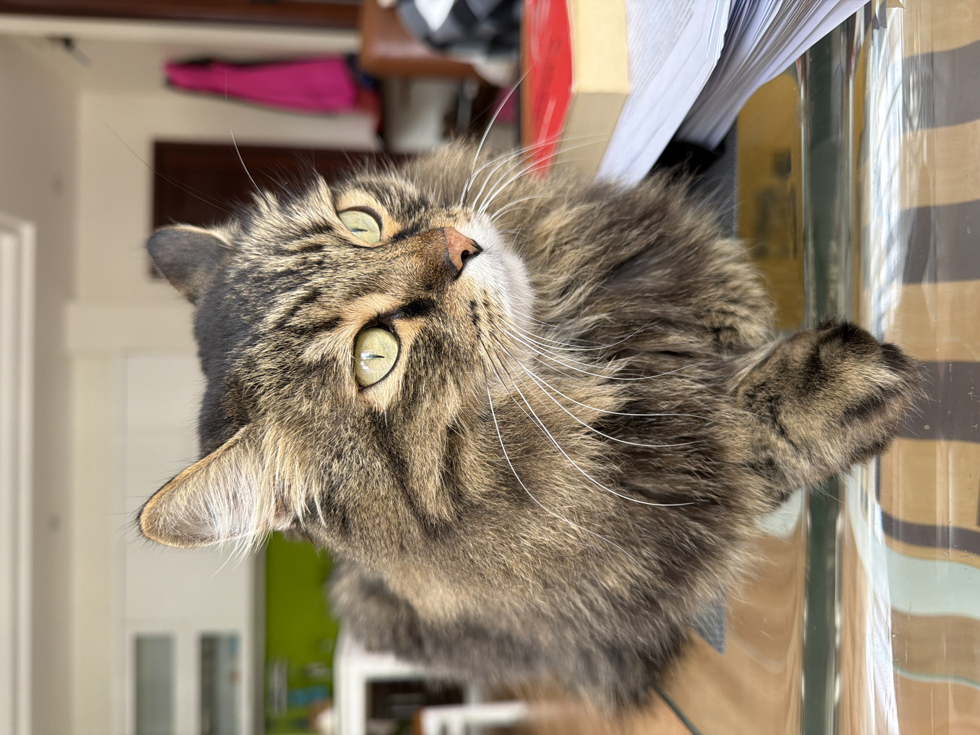 A long-haired tabby cat with green eyes is lying on a glass table. The cat is looking to the right, with its body mostly in frame. The background is out of focus, showing a domestic interior with kitchen cabinets and some objects on a shelf. The scene is brightly lit. This image was taken in Lâm Viên - Đà Lạt, Vietnam.