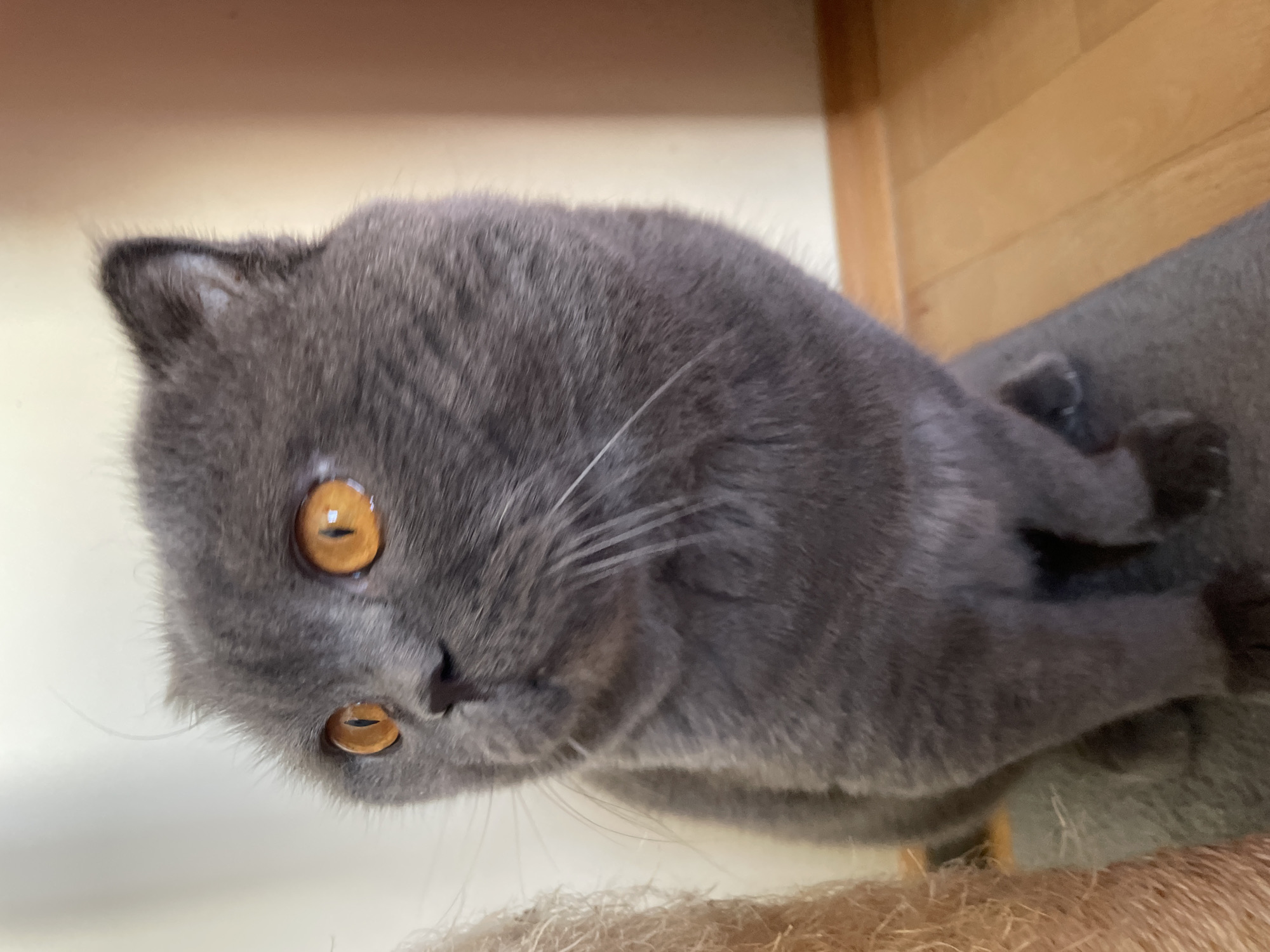 A gray cat with amber eyes rests on a scratching post. The background includes beige walls and wood trim.