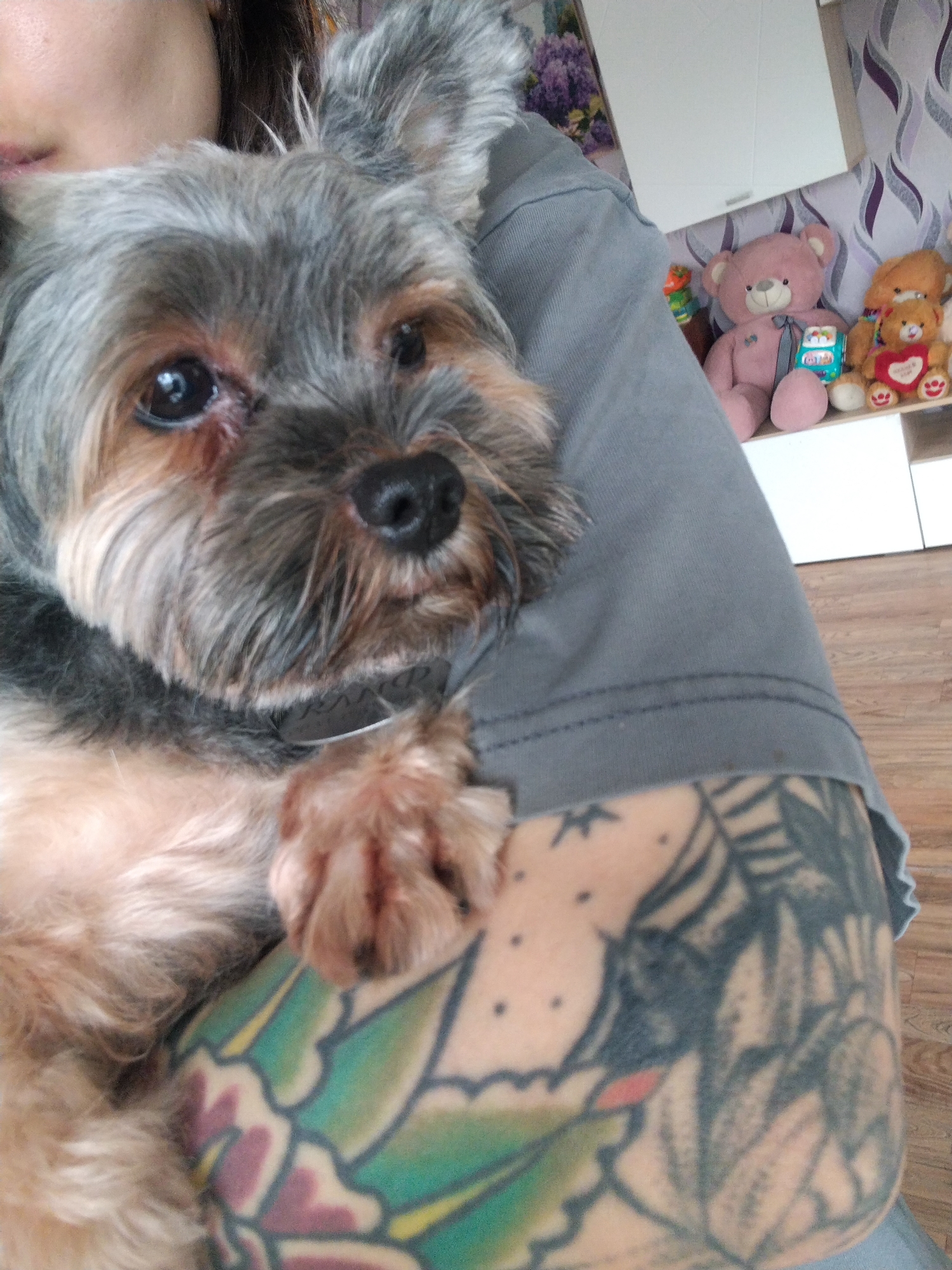 In this close-up, indoor photograph, a Yorkshire Terrier is held by a person whose face is partially visible at the top left, showing the bridge of the nose, mouth, and chin. The dog, facing the camera, has a dark nose, bright eyes, and grey and tan fur. It wears a dark collar with a silver tag. The person's arm, which is tattooed with what appears to be floral and tribal designs in green, black, and red, is also visible, cradling the dog. In the background, on a shelf, sit several teddy bears. The environment suggests a domestic setting. No specific location in the city of Gorzhan, Russia can be determined from the image.