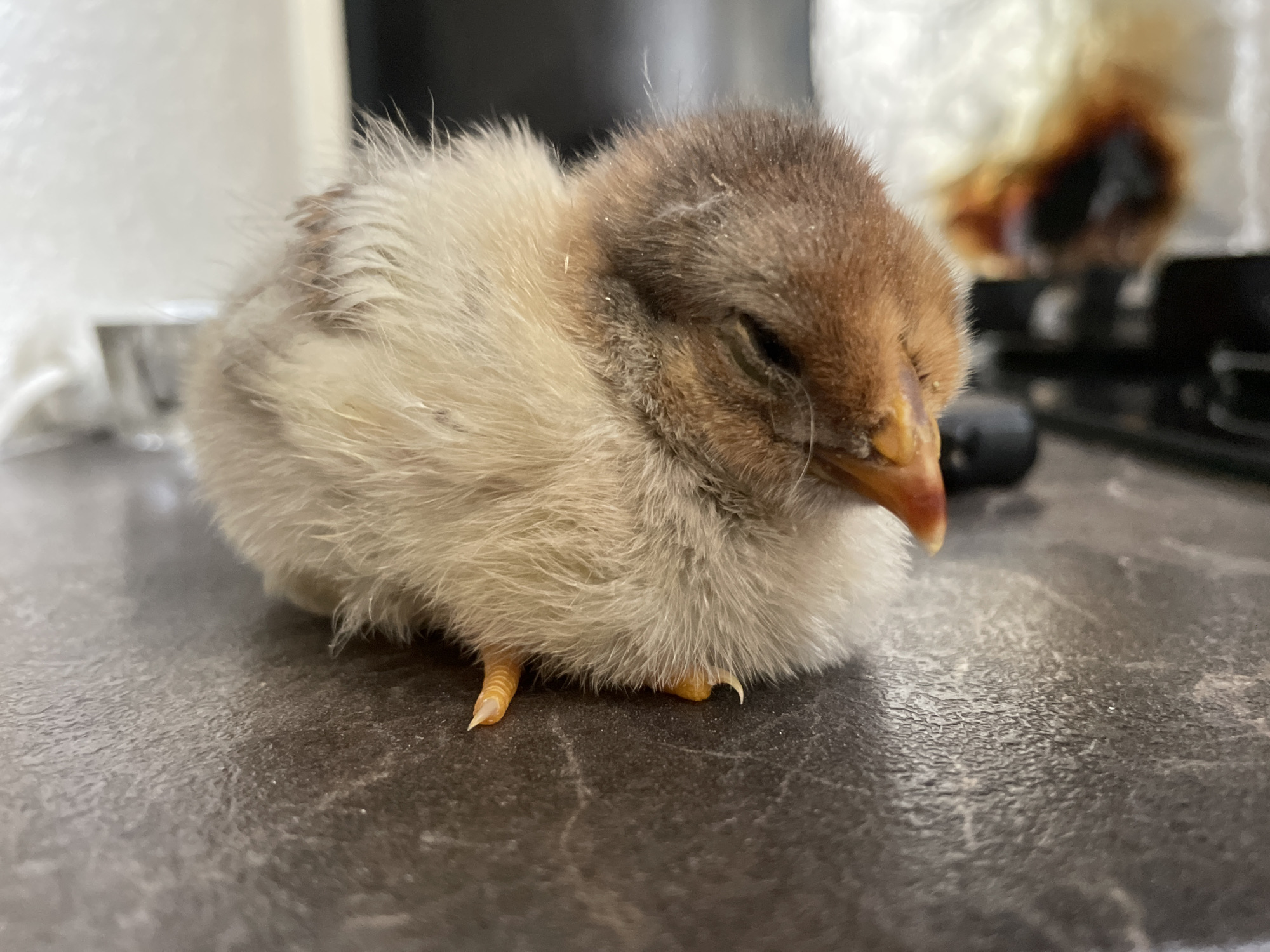 A small, fluffy chick with a mix of brown and light yellow feathers is perched on a dark, mottled surface. The chick has its eyes nearly closed, with a brown beak and small, yellow feet with claws visible. In the background are blurred shapes of white objects, a black knob, and a partially visible dark surface. The location is not specified and cannot be assumed to be Zlatograd, Bulgaria without further information.