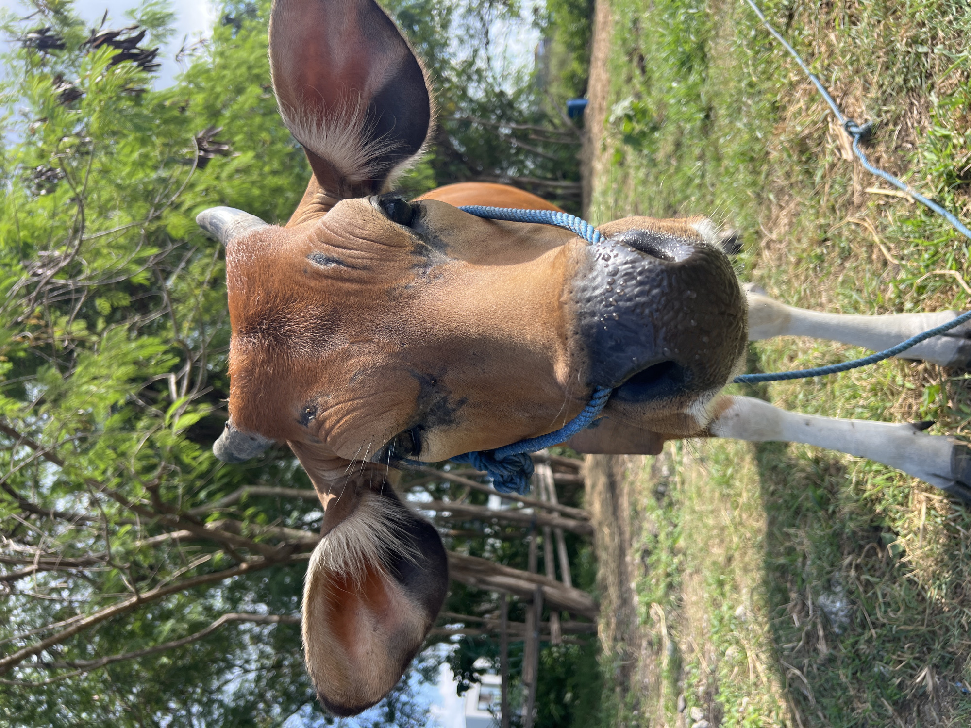 A close-up, eye-level shot captures the face of a brown cow with its head facing directly towards the camera. The cow has large, floppy ears, small horns, and a blue rope tied around its muzzle. The background consists of a grassy field with trees and a wooden fence, suggesting an outdoor, rural setting. The lighting indicates it is daytime. The image appears to have been taken in a natural environment, potentially on a farm or in a rural area of North Kuta, Indonesia, given the vegetation and general atmosphere. There are no people present in the frame.