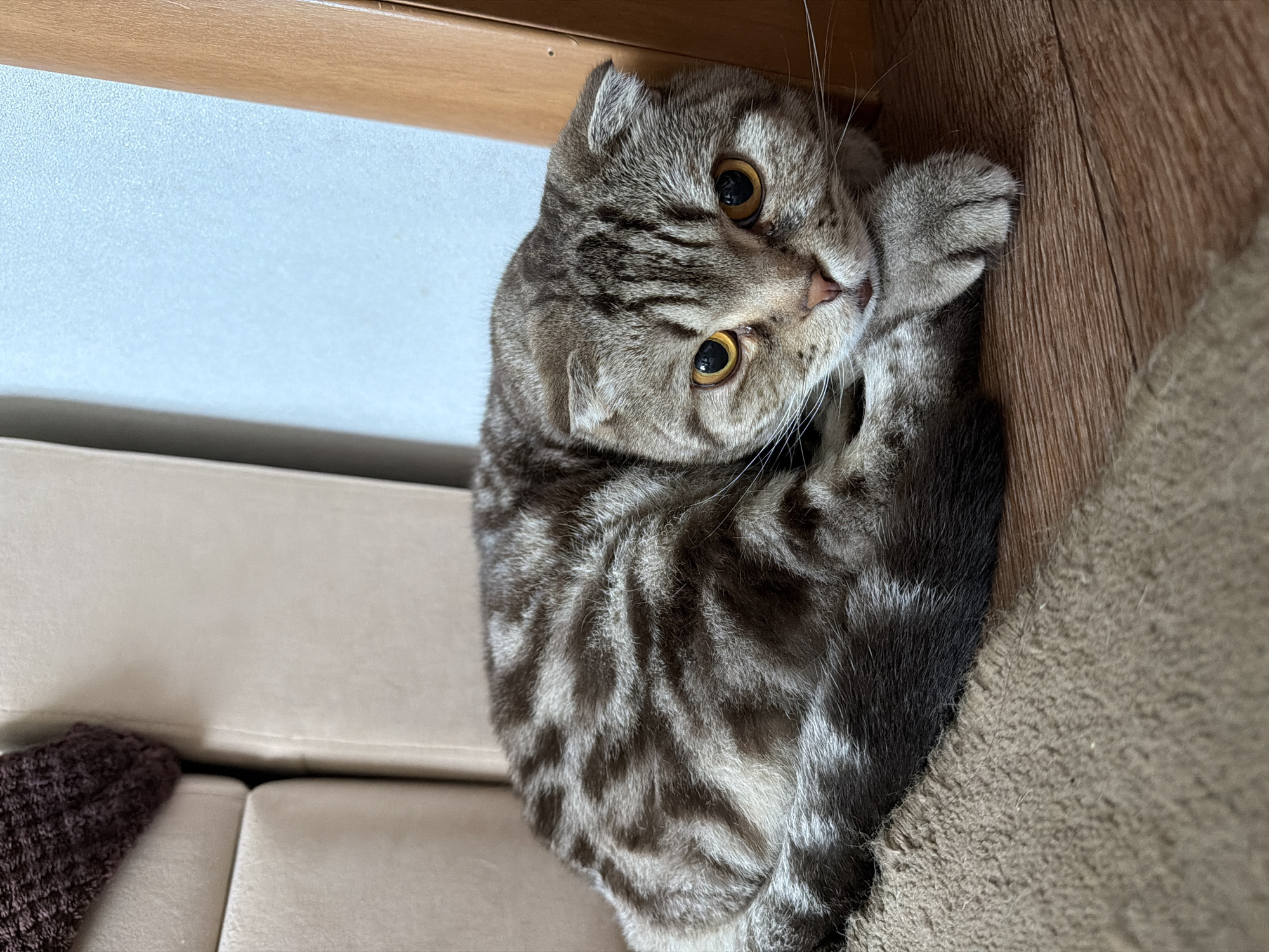 A Scottish Fold cat with tabby markings and yellow eyes is lying on its side on a brown rug. The cat's head is resting on its paws, and its body is curled up. The cat is in an indoor environment, with a couch visible to the left and a wooden structure to the right. The background is a light blue wall. The lighting appears to be natural.