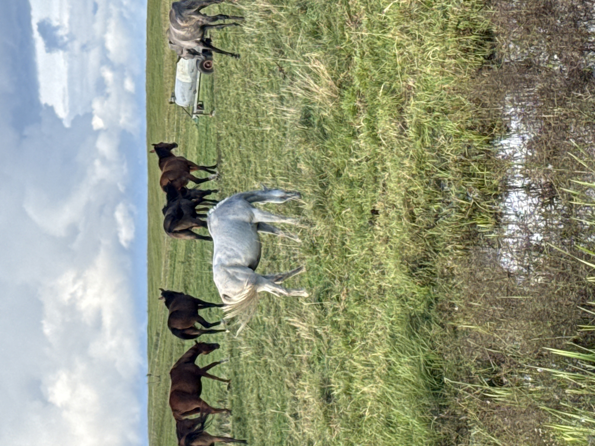 In a grassy field in Bendoriai, Lithuania, a herd of horses grazes under a cloudy sky. The horses are of various colors, including brown, white, and gray. One white horse is in the foreground, with its head down, grazing. In the background, a water tank on wheels is visible. The field is covered in green grass, with some patches of mud and water. The horizon is flat, with rolling hills in the distance.
