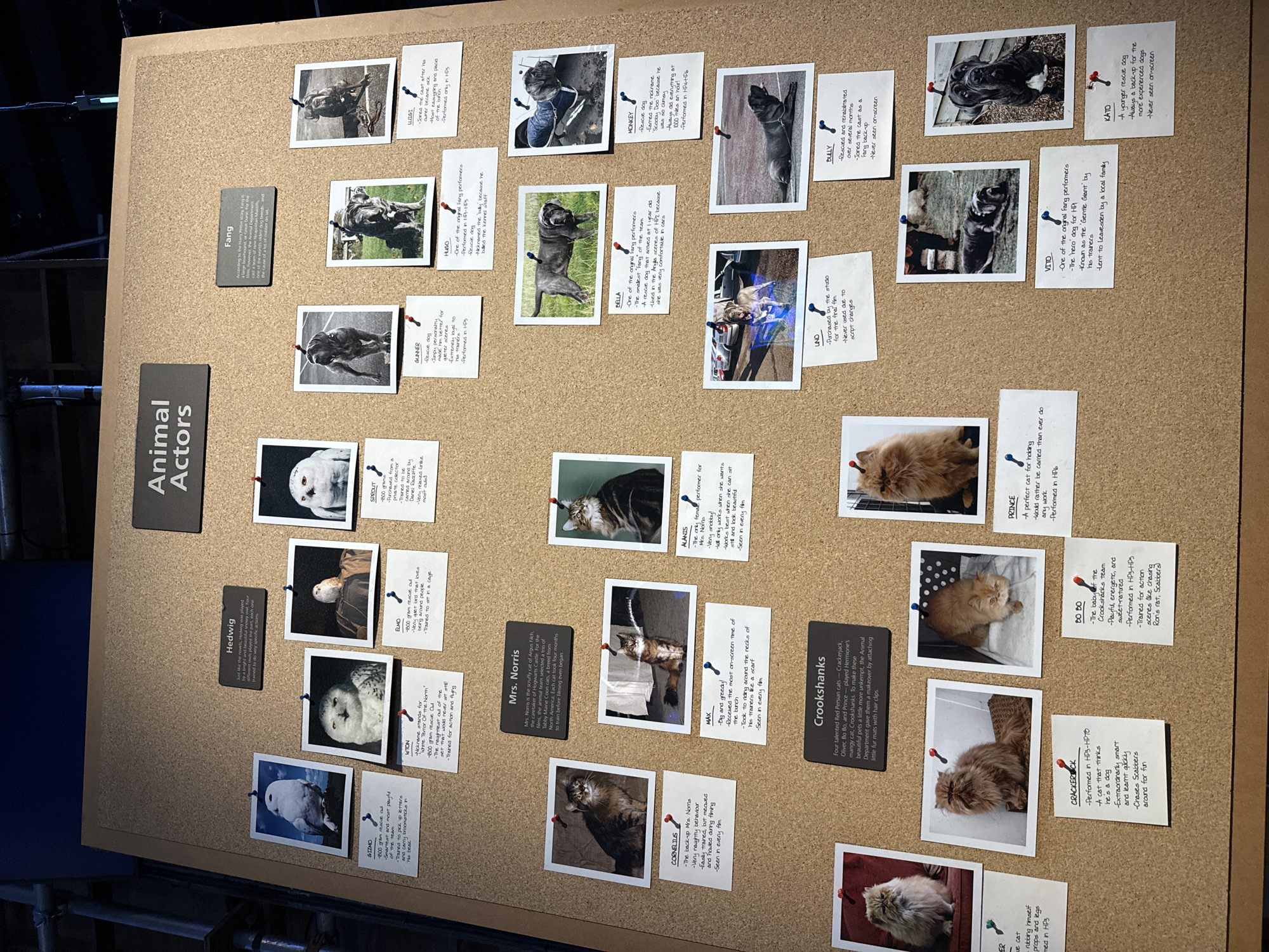 The image is a close-up, eye-level shot of a corkboard display in what appears to be a museum or exhibition. The display is titled "Animal Actors" in large, dark grey text. The corkboard is covered with photographs of various animals, primarily dogs and owls, each with a small card pinned beneath it, providing information about the animal and its role. The photographs are of varying sizes and are pinned to the board with red and blue thumbtacks. The cards contain handwritten text in black ink. The lighting is somewhat dim, with the primary light source coming from above, casting some shadows. The background is a dark, out-of-focus environment, possibly a wall or scaffolding structure. The overall impression is of an informational display showcasing the animal performers from a film or television series, likely related to the Harry Potter franchise given the prominence of owls and specific character names like "Mrs. Norris" and "Crookshanks." The location in Watford, United Kingdom is not evident from the image itself.