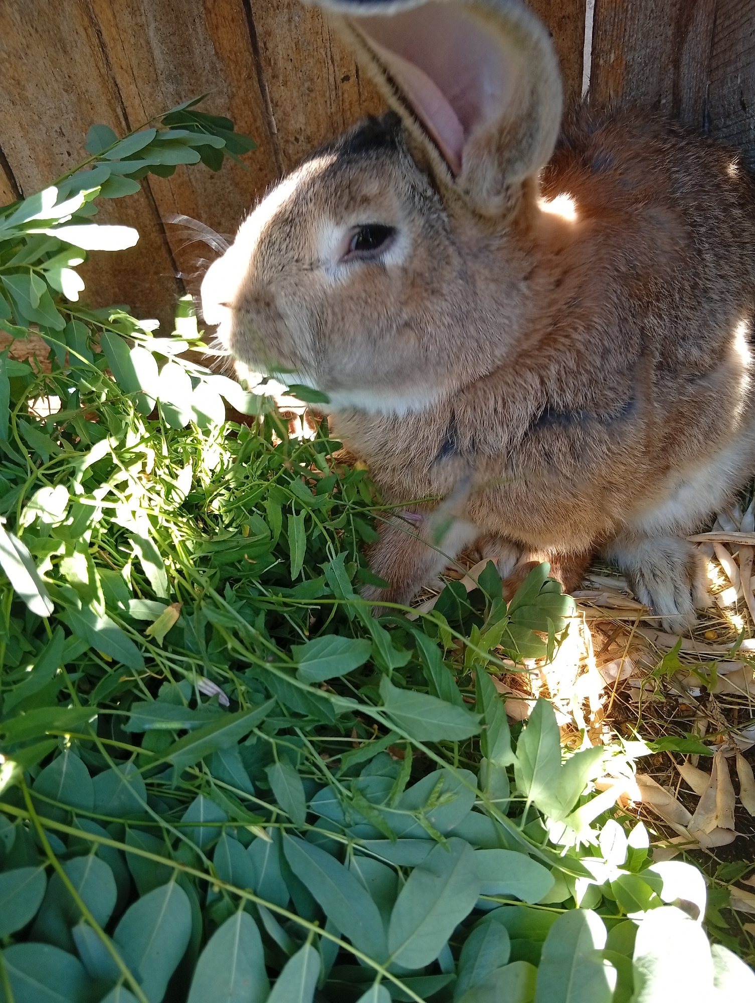 A close-up, eye-level, vertical shot shows a light brown rabbit in a wooden enclosure. The rabbit is positioned to the right of the frame, facing left, with its head tilted downward, appearing to eat green leafy vegetation. Sunlight streams into the enclosure from the upper right, casting bright highlights on the rabbit's fur and the surrounding leaves. The background consists of weathered wooden planks. The ground is covered with dry leaves and debris. The overall scene is natural and rustic.
