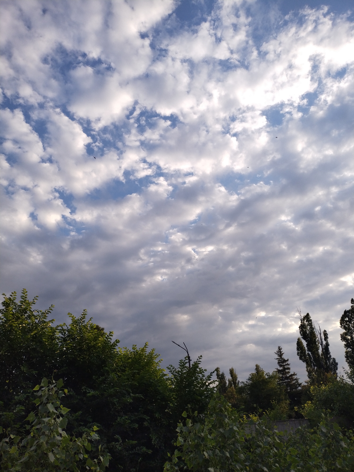 The image captures a view of a cloudy sky with patches of blue, observed from a ground-level perspective in the city of Horishni Plavni, Ukraine. In the foreground, lush green foliage and trees dominate the lower portion of the frame, suggesting a park or residential area. Tall, slender trees, some appearing dead or bare, punctuate the middle ground and the background, their dark silhouettes contrasting with the lighter sky. Several small birds are visible as dark specks in flight against the cloudy expanse, indicating an outdoor, natural setting within the urban environment. The overall impression is of a natural landscape feature within a city, possibly an area with mixed vegetation and remnants of past development.