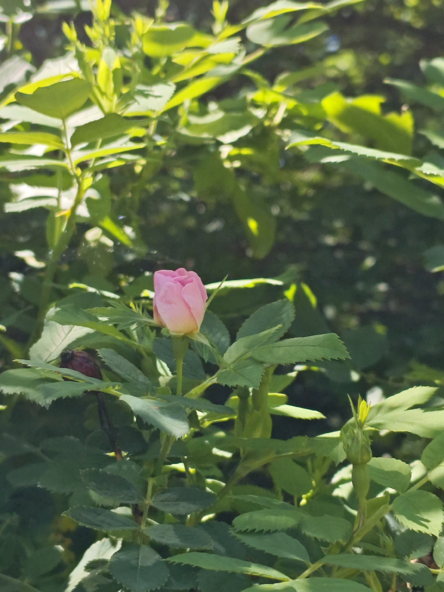The image features a close-up of a light pink rosebud amidst green foliage. The bud is upright and appears to be on a stem surrounded by leaves. Other rosebuds are observed in the photograph. The context or location within the city of Svobody, Russia, is not discernible from the image.