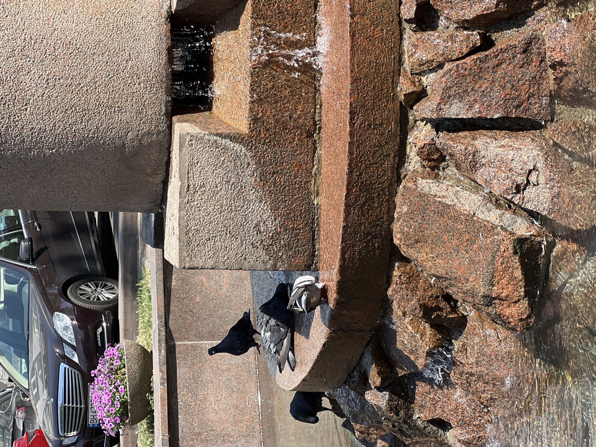 In Odesa, Ukraine, a fountain's tiered granite structure features a shallow pool at its base, filled with water. Several pigeons are present. One pigeon stands on the second tier of the fountain, looking towards the camera. Two other pigeons are on the ground level, near the edge of the pool, with one drinking from the water. A fourth pigeon is also near the water's edge. Behind the fountain, a dark sedan is parked, with a planter box filled with pink petunias in front of it. The sunlight illuminates the scene, creating reflections in the water and highlighting the textures of the granite and the pigeons' feathers.