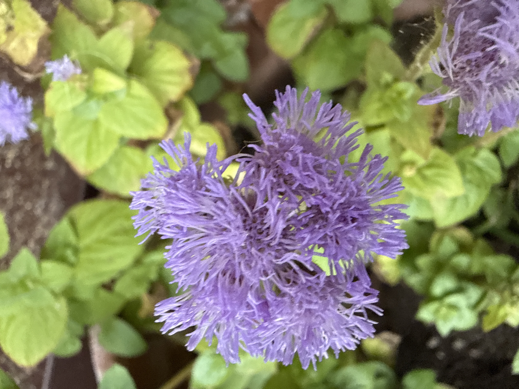 The image displays a close-up, overhead view of a cluster of vibrant purple flowers, possibly Ageratum, in full bloom. The flowers are characterized by their delicate, fluffy petals radiating outwards from a central point. They are set against a backdrop of lush green foliage, with some leaves exhibiting yellowing or browning edges, suggesting a natural garden environment. The lighting suggests it is daytime. The location is the city of Нагаево, Russia.