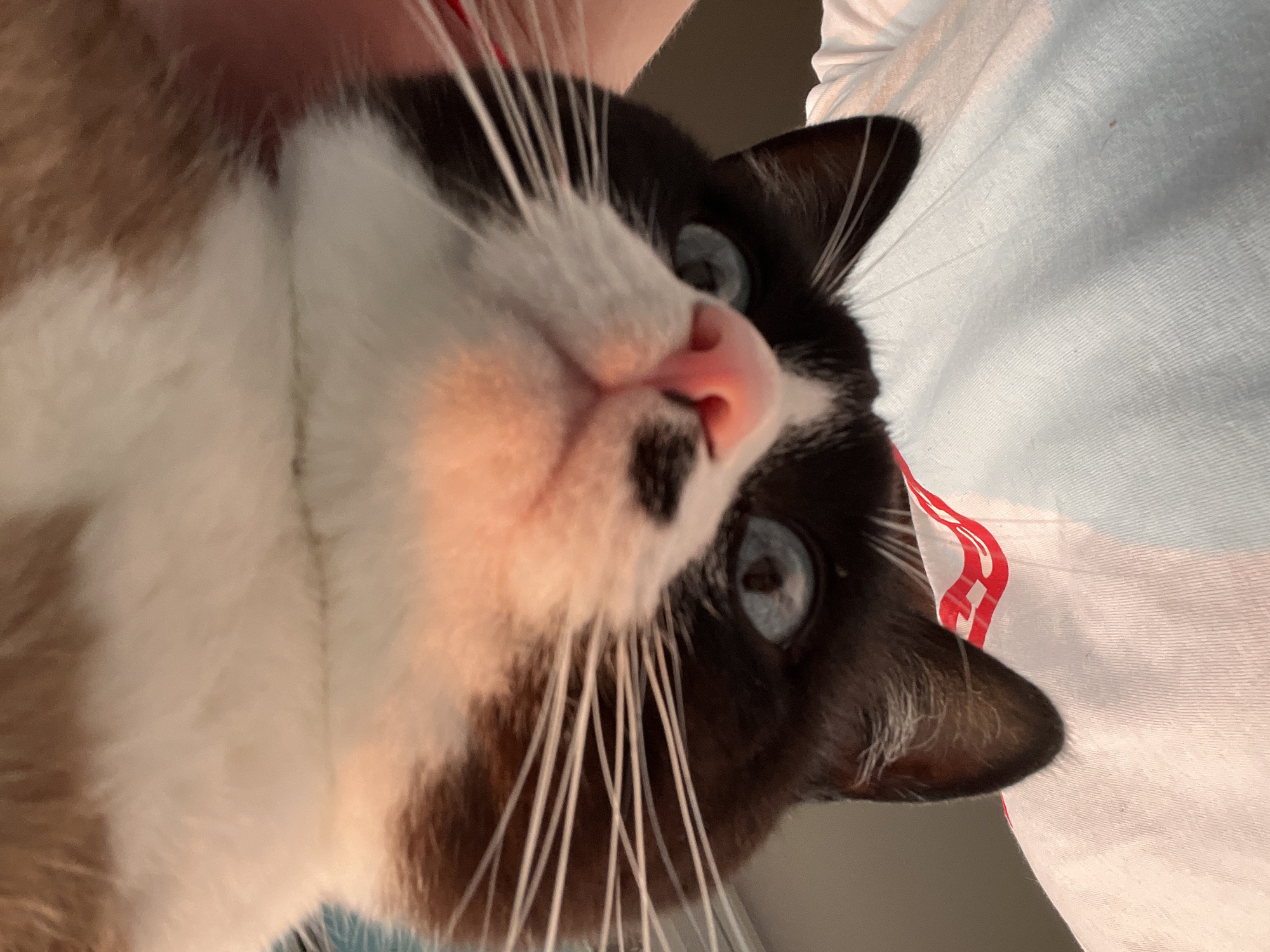 The image shows a close-up, upside-down perspective of a black and white cat with blue eyes and a pink nose. The cat is looking directly at the camera. Part of the cat's fur is brown and white. The cat is positioned over what appears to be a person wearing a white t-shirt with a red and white striped pattern around the collar area. The background is out of focus and appears to be an indoor environment. There is no visible indication of the city of Noviy, Russia, or any specific location within it.