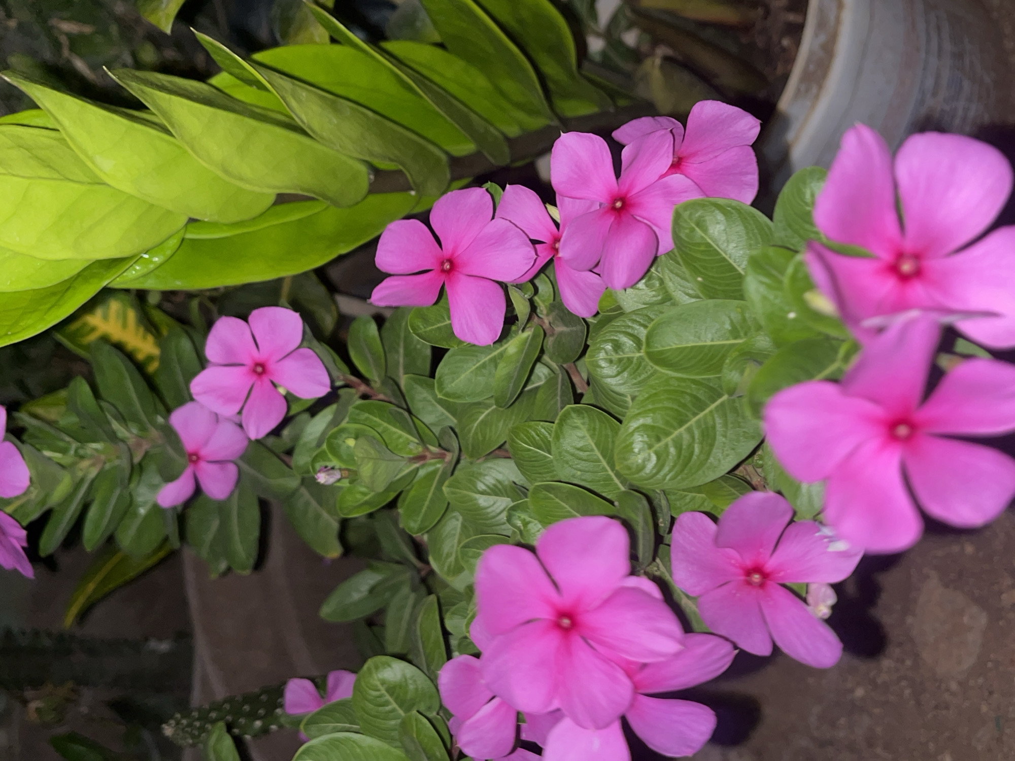 This scene is depicted in Santa Ana, Venezuela. The image displays a dense arrangement of flowering plants and foliage under artificial illumination. Prominently featured are numerous five-petaled pink flowers, consistent with Catharanthus roseus, set against their dark green, ovate leaves. To the upper right, a plant with bright, lime-green, elongated, waxy leaves, possibly a Zamioculcas zamiifolia, is visible. A portion of a succulent-like plant with a textured stem and small raised nodules is present on the mid-left. A light-colored, cylindrical planter containing soil is observed on the lower right. The background is dark and out of focus, indicating limited ambient light. No individuals or animals are present.