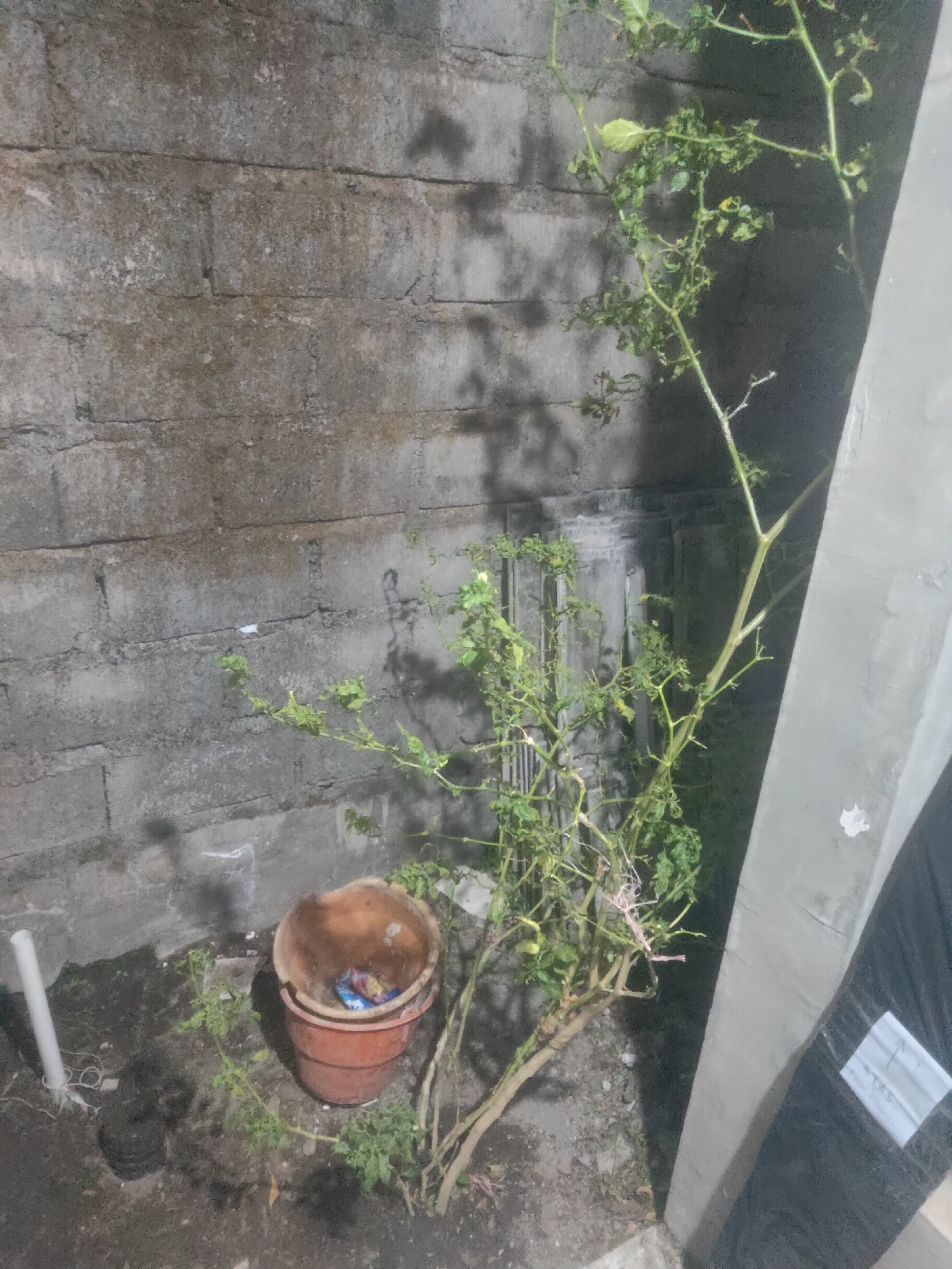 The image shows an outdoor scene at night, likely in Antirogo, Indonesia. A tall, thin plant with sparse green leaves grows in the foreground, leaning slightly to the right. To the left of the plant is a weathered brick wall, with visible horizontal mortar lines and some staining. In front of the wall, on the ground, is a red plastic pot. Inside the pot, several colorful packets are visible. To the far left of the image, a white PVC pipe stands vertically from the ground. The ground is dirt and appears damp. To the right of the plant, a light-colored concrete pillar or structure angles into the frame, and a black tarp-like object is partially visible against it. Shadows are cast across the scene from an unseen light source.