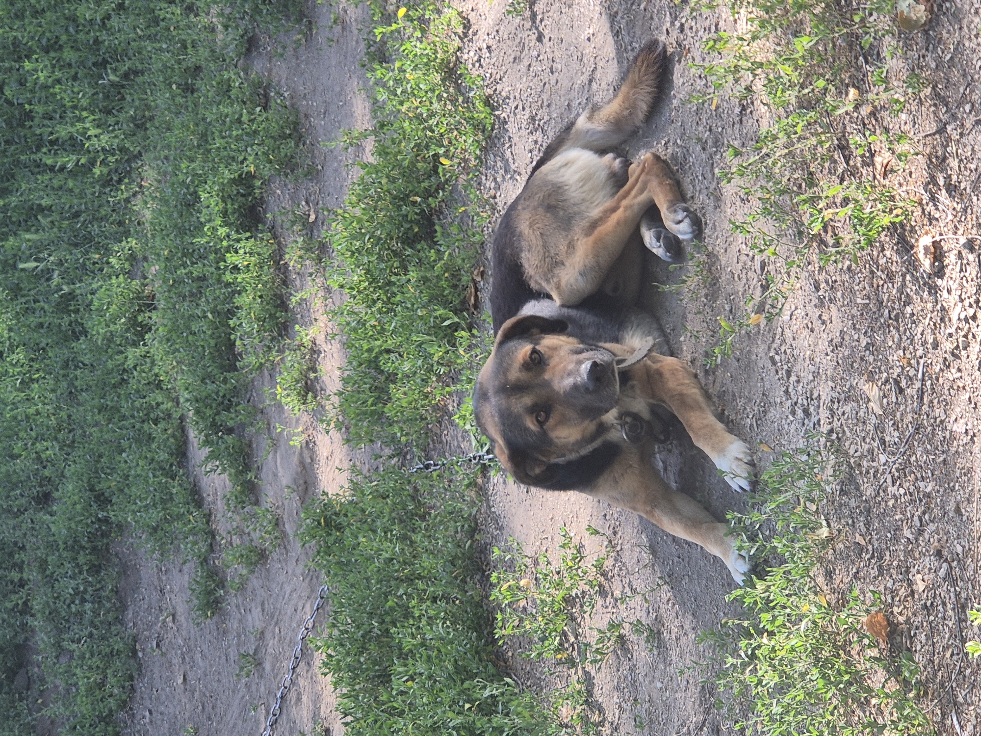 A medium-sized dog, with brown and black fur, is lying down on a dirt path next to some green foliage. The dog is tethered by a chain that is partially visible. The dog appears to be resting or relaxed. The setting is outdoors, with a mix of dirt and grass. Sunlight is dappling the ground, suggesting it is daytime, likely late morning or afternoon. The lighting suggests a sunny day. There is no visible text in the image. The image was taken in Sozonivka, Ukraine.