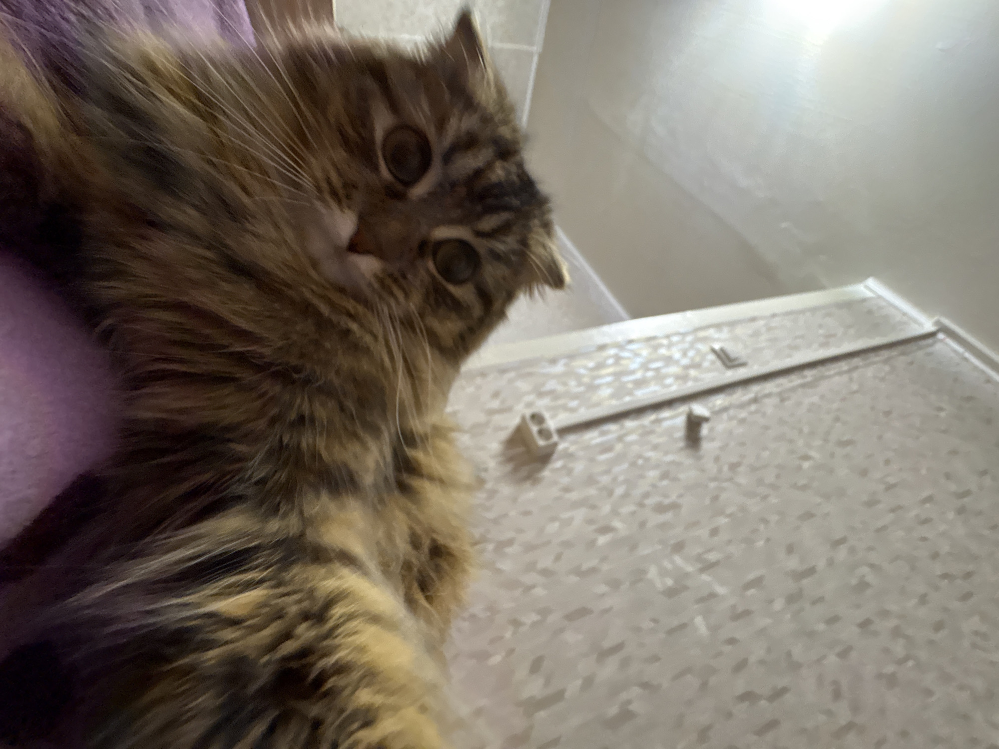 The image presents a close-up, low-angle perspective of a long-haired tabby cat, its face prominent in the upper-middle of the frame. The cat's fur displays a rich mix of brown, black, and lighter cream or tan stripes and patches. Its large, dark eyes are wide open, gazing directly at the viewer with an expression that suggests curiosity or attentiveness. Fine white whiskers are visible fanning out from its muzzle.
To the left and underneath the cat, a soft, blurred purple or lavender-colored fabric is visible, indicating the cat is likely resting on a blanket, cushion, or piece of clothing. The background, largely out of focus, shows an indoor setting. The lower right portion features a light-colored, textured surface, possibly a floor, wall, or a large piece of furniture. Two small, rectangular, off-white objects, resembling plastic clips or mounting brackets, are attached to this textured surface. Above this, a smooth, light-toned wall or ceiling extends upwards, reflecting ambient light.
The composition places the cat very close to the camera, creating an intimate portrait. The time of day is not discernible due to artificial or indoor lighting. No specific location cues are visible within the frame apart from the general indoor environment. There is no visible text. The image captures a serene moment of the cat's observation. The general location context is Perm, Russia.