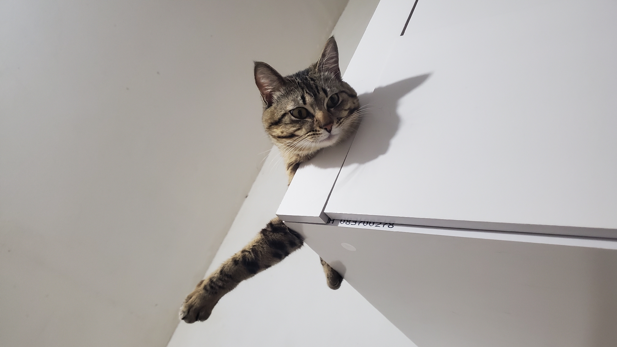A tabby cat is peering over the edge of a white cabinet. The cat's head, one leg and paw are visible. The number string "H 083700278" is on the edge of the cabinet. The background is a plain, light-colored wall. The location is unknown, but the request specified Curitiba, Brazil. Therefore, this image is likely taken in Curitiba, Brazil.