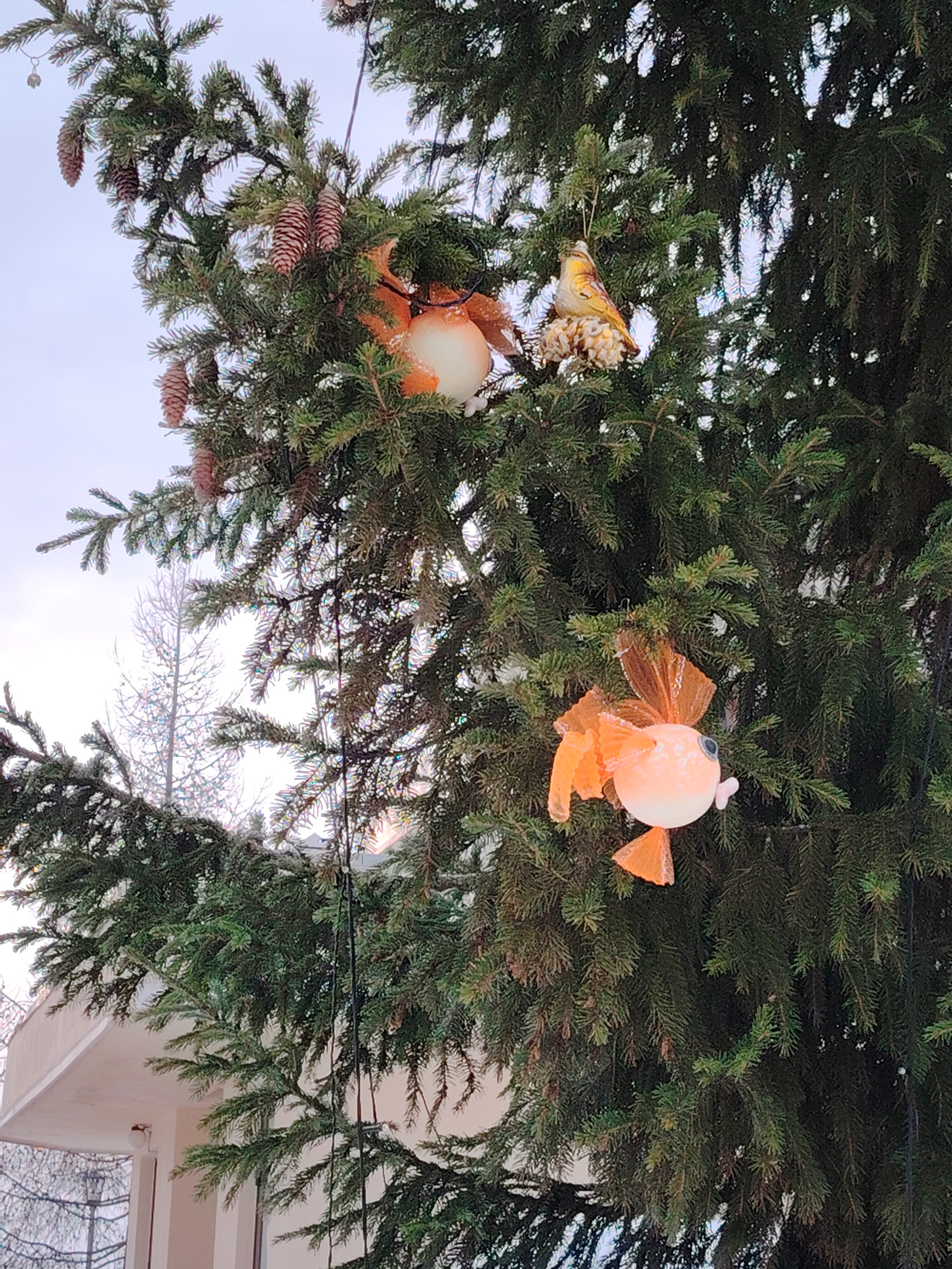 A close-up view depicts a densely branched evergreen conifer, likely a spruce or fir, located outdoors in Markovskii, Russia. The tree's dark green needles are visible, with several natural pine cones attached to the branches. Distributed among the foliage are various decorative ornaments. Two prominent ornaments are shaped like goldfish, featuring round, light-colored bodies with translucent orange fins and tails. One smaller ornament, resembling a yellow and white bird, rests on a textured, light-colored base, possibly a simulated seed block. Thin black wires, consistent with a string of lights, are interwoven through the branches. In the background, an overcast sky appears bright white. To the lower left, a portion of a building with a light-colored facade and a flat overhang is visible. Further in the background, bare deciduous trees, possibly dusted with snow or frost, stand against the sky. No individuals or active interactions are present in the scene.