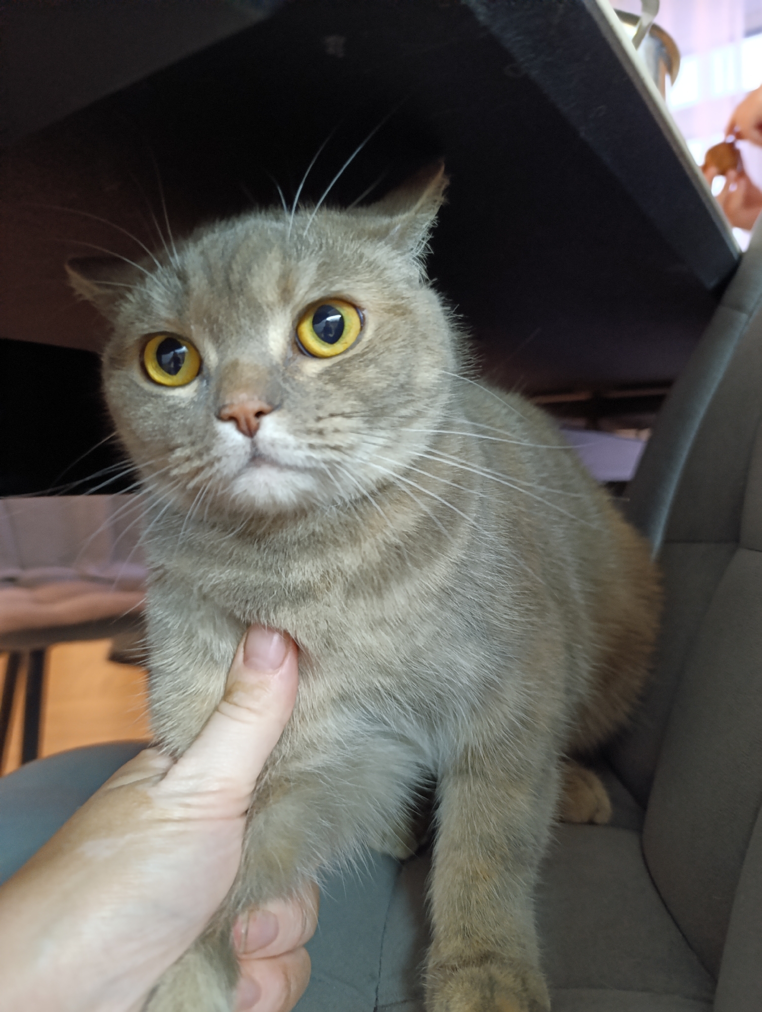 A close-up shot shows a gray cat with yellow eyes sitting on a gray chair. A hand is holding the cat under its chin. The cat is positioned partially under a dark surface, possibly a desk or table. The location appears to be indoors. There is no information to indicate the location is in the city of Chaikovsky, Russia.
