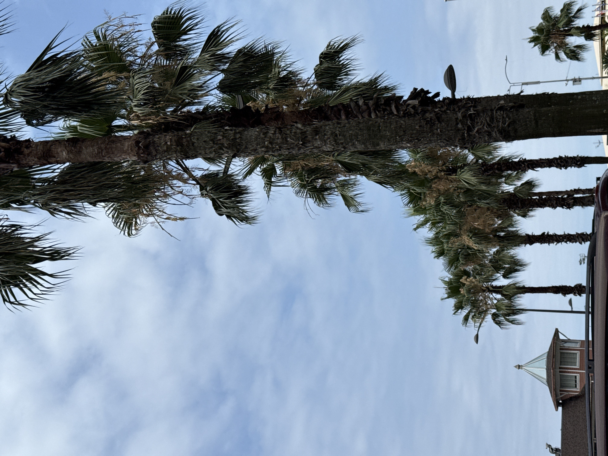 A line of palm trees stretches from the bottom right to the upper left of the frame against a cloudy blue sky. The palm tree in the foreground is thick and textured, with drooping fronds. To its left, a series of shorter palm trees are visible, with a building that has a red roof and a small, octagonal structure with a glass roof positioned between two of them. Streetlights are present, one attached to the foreground palm tree and another further in the distance. In the bottom left, the top of a dark-colored vehicle is visible. The scene is outdoors in what appears to be a city setting, though the specific location is unknown.