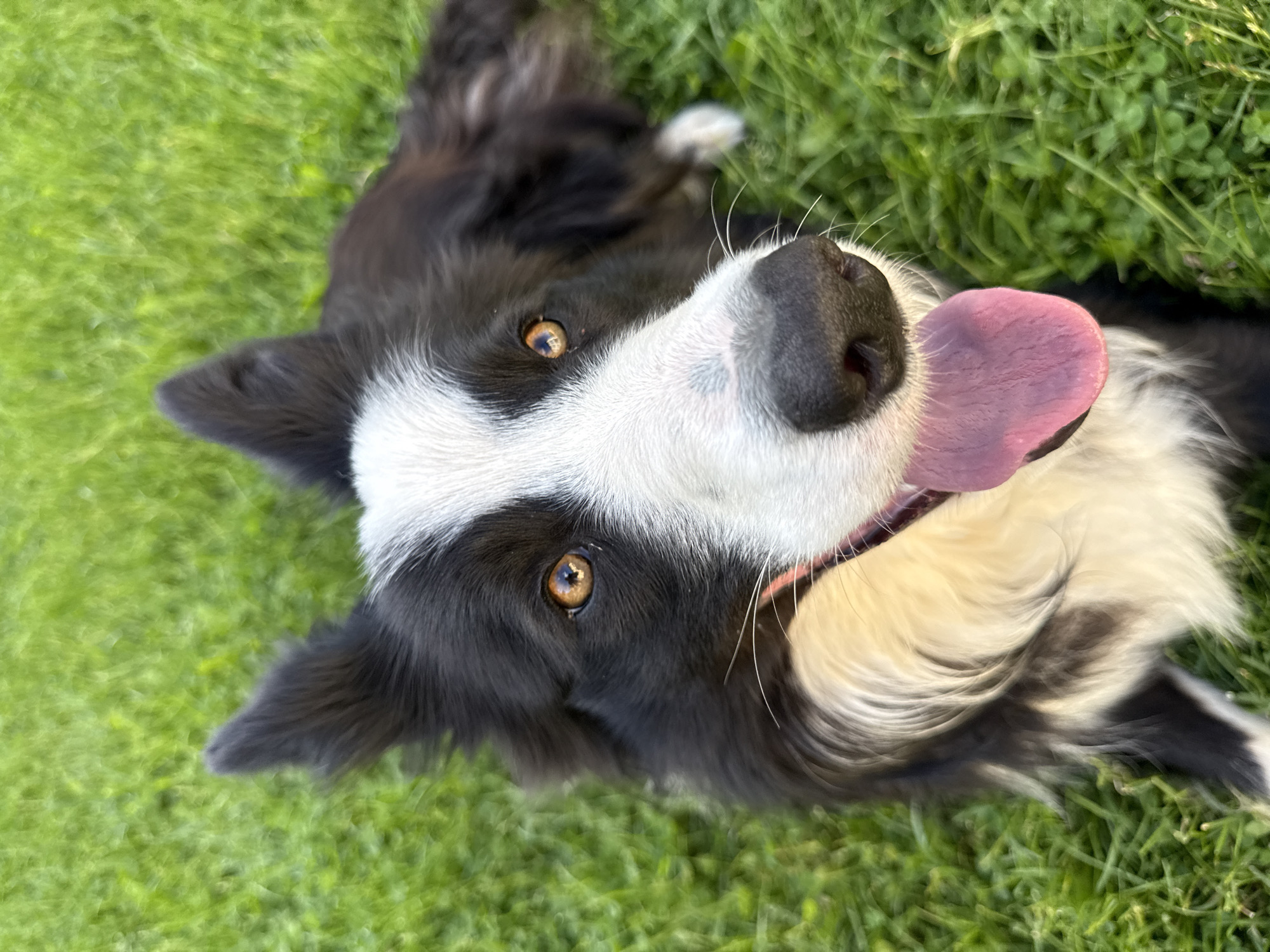 The image shows a close-up view of a black and white Border Collie dog lying on its back in green grass. The dog's head is in the foreground, with its tongue lolling out. Its eyes are open and amber-colored. The background consists of blurry green grass. The location is not specified to be in Berkovitsa, Bulgaria, and there is no information provided to confirm that it is there. No people are visible.
