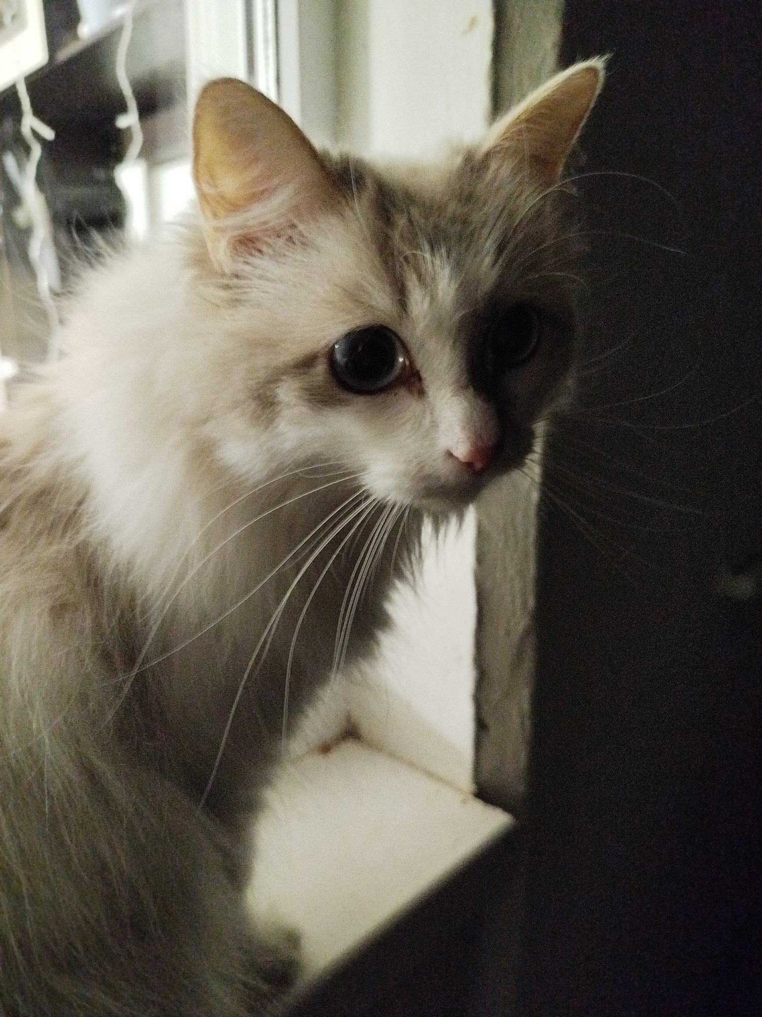 A fluffy, light-colored cat with large, dark eyes sits on a windowsill. The cat's fur is a mix of white and light grey, with a white ruff around its neck. Its ears are pointed and alert, and its whiskers are long and prominent. The background is dark and out of focus, with some blurred lights visible to the left. The lighting suggests it is either evening or indoors with dim lighting.