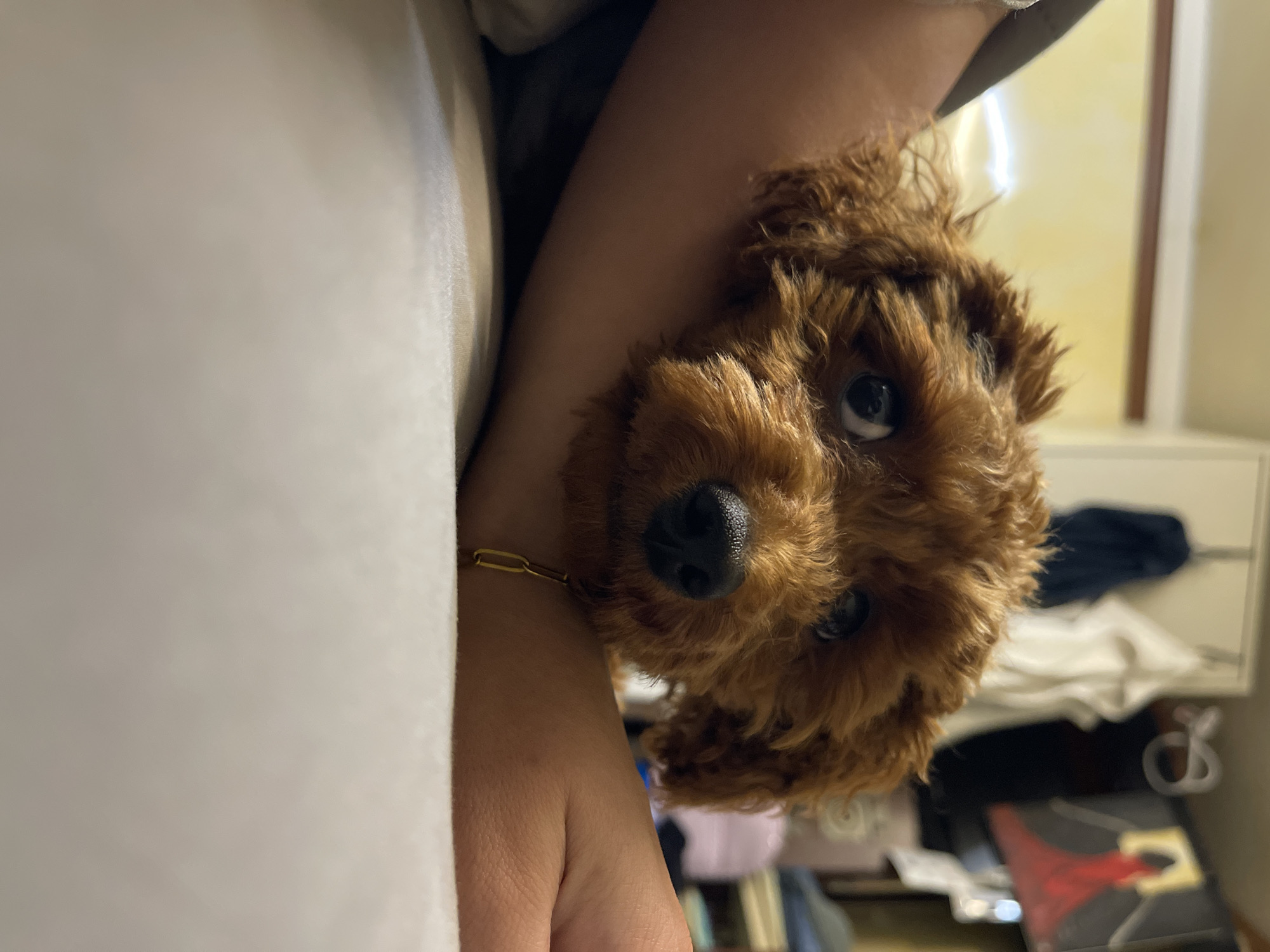 A close-up, slightly blurred shot shows a brown poodle-type dog being held, its face tilted towards the viewer. The dog has curly fur, dark eyes, and a wet-looking black nose. A person's arm, adorned with a gold chain bracelet, cradles the dog. A white fabric, possibly a sheet or blanket, is visible to the left. The background includes blurred elements suggesting a room interior: a white dresser or cabinet, dark clothing, and other unidentifiable objects. The location and city of Sofia, Bulgaria cannot be determined from the image alone.