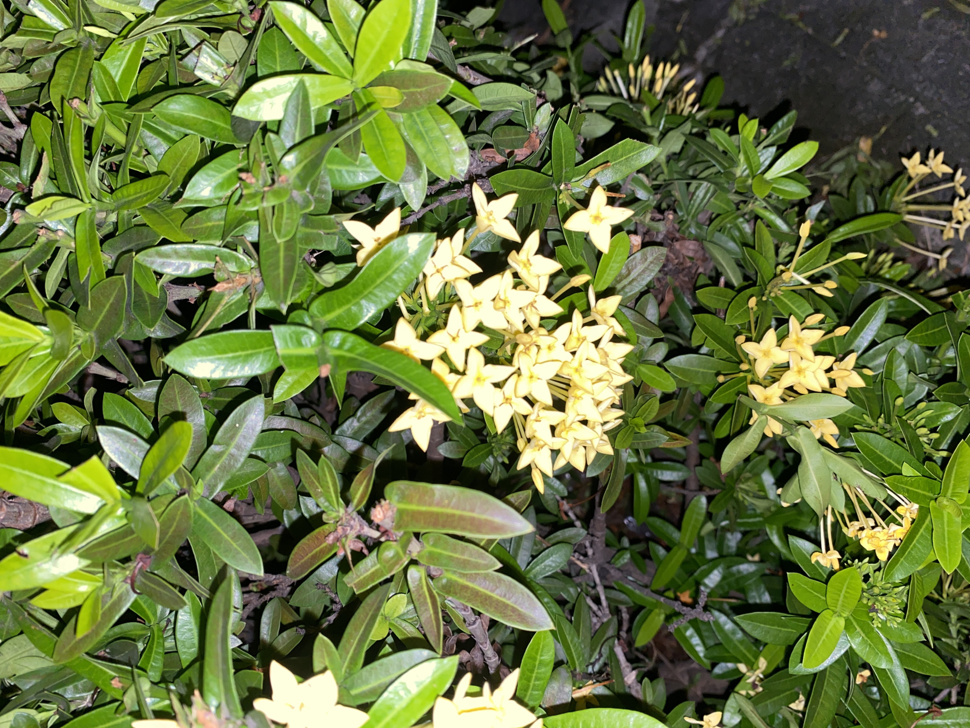 An outdoor close-up, captured at night under artificial illumination in Davao City, Philippines, displays a dense evergreen shrub, likely an *Ixora* species. The plant features numerous elliptical to obovate leaves, predominantly dark green and glossy, arranged oppositely on woody stems. Some newer foliage exhibits a reddish-brown coloration. Clusters of small, star-shaped flowers with four light yellow petals are prominent, alongside unopened tubular flower buds. The background is dark and indistinct, focusing attention solely on the plant. No individuals or anthropogenic objects are visible.