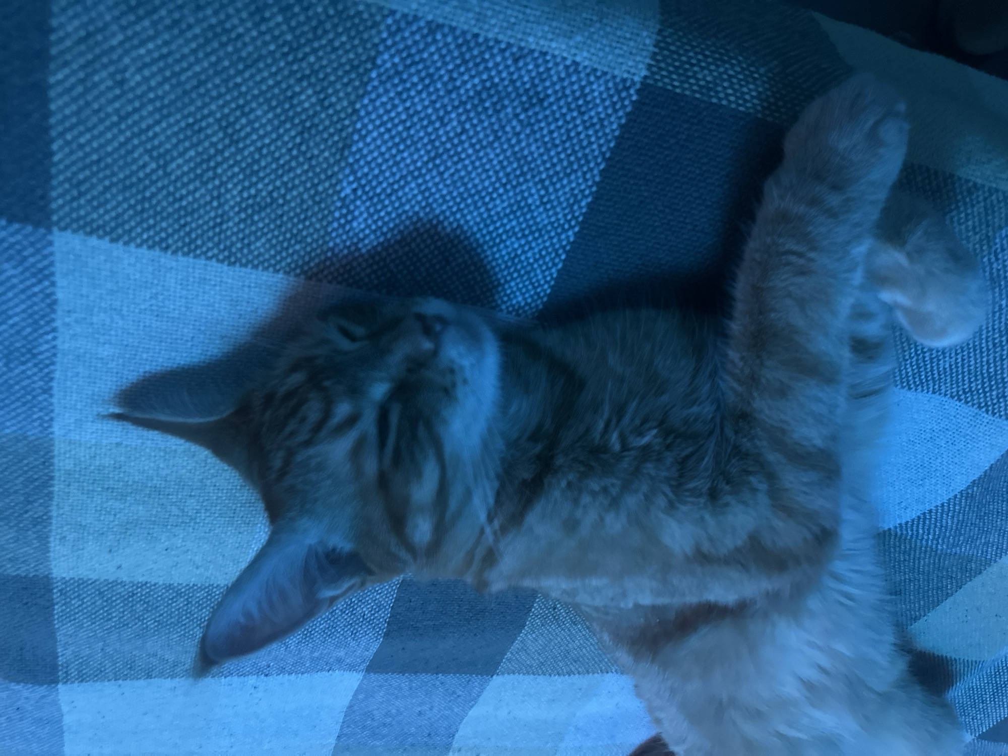 The image shows a ginger tabby cat sleeping on a blue and white checkered blanket. The cat is lying on its side with its eyes closed and its head resting on the blanket. Its paws are extended in front of it. The blanket appears to be made of a woven fabric and is draped over a surface that is not visible in the frame. The lighting in the image is dim and has a blue cast, suggesting it may have been taken at night or in low light conditions. There are no people or other animals present in the image. The location in Omsk, Russia is not discernible from the visual information provided.