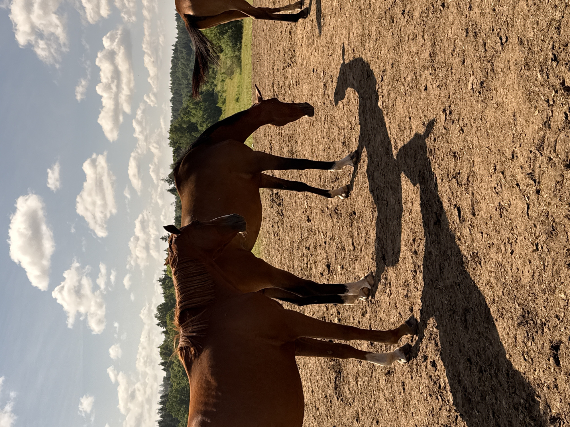 The image depicts a group of three brown horses in an outdoor paddock with a dirt ground. The horses are standing, with two of them in the foreground and one in the background. The horse on the far left is facing left and appears to be standing still. The horse in the middle is bending its head down towards the ground. The horse on the far right is mostly visible from the rear and appears to be walking away from the camera. The paddock is surrounded by a dense line of trees and a grassy field in the background. The sky is blue with scattered white clouds. The scene is illuminated by sunlight, casting shadows from the horses onto the ground. The location is identified as Galinė, Lithuania.