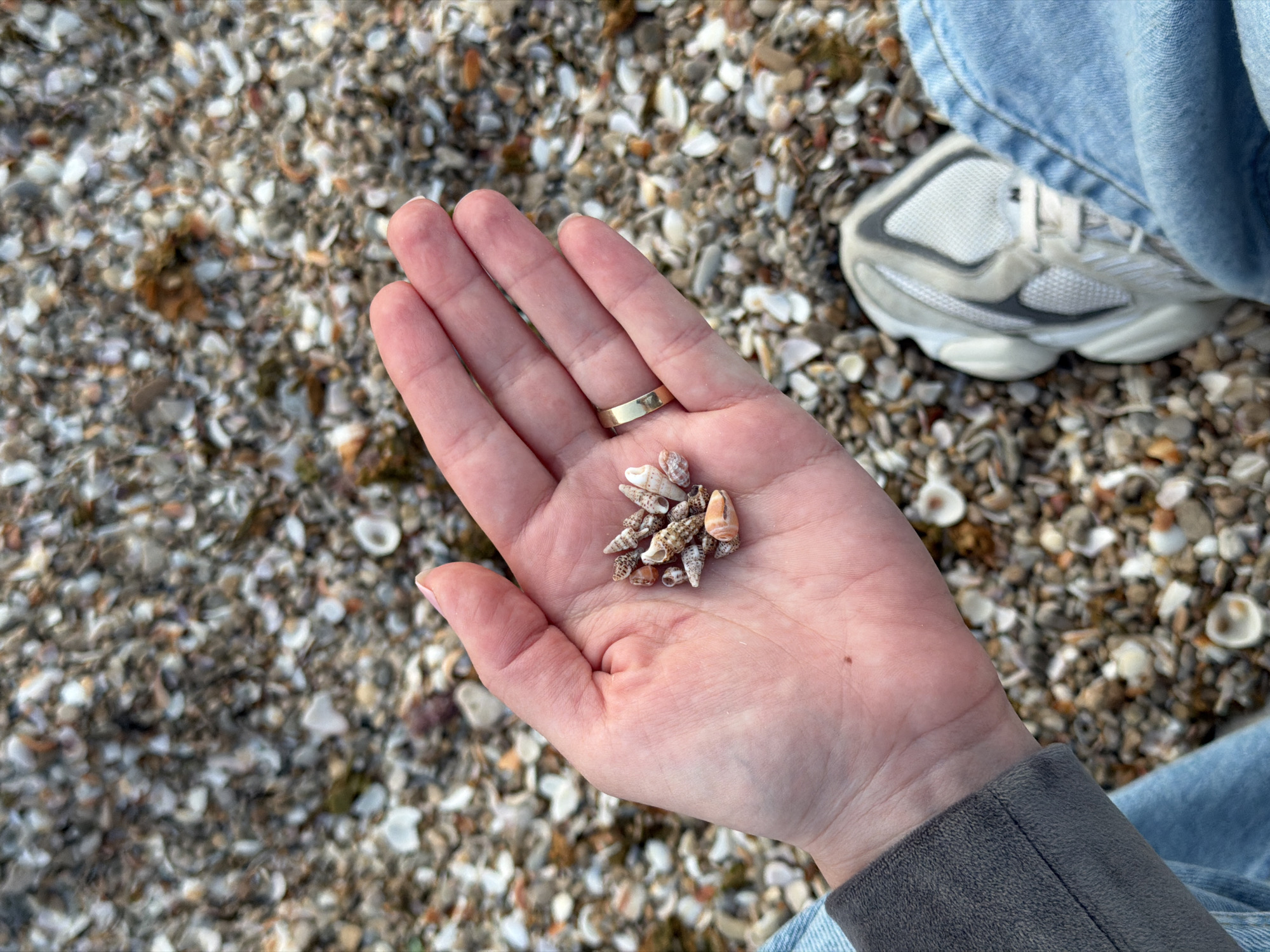 A person's left hand is holding a small collection of marine snail shells. The hand wears a gold ring on the ring finger. The shells are primarily white and brown, with conical shapes. The background shows a beach setting with a mix of sand and small shells. A white and grey sneaker and blue denim fabric suggest the person is sitting or standing on the beach. The location is not discernible as Tel-Aviv, Israel, from the visible elements.