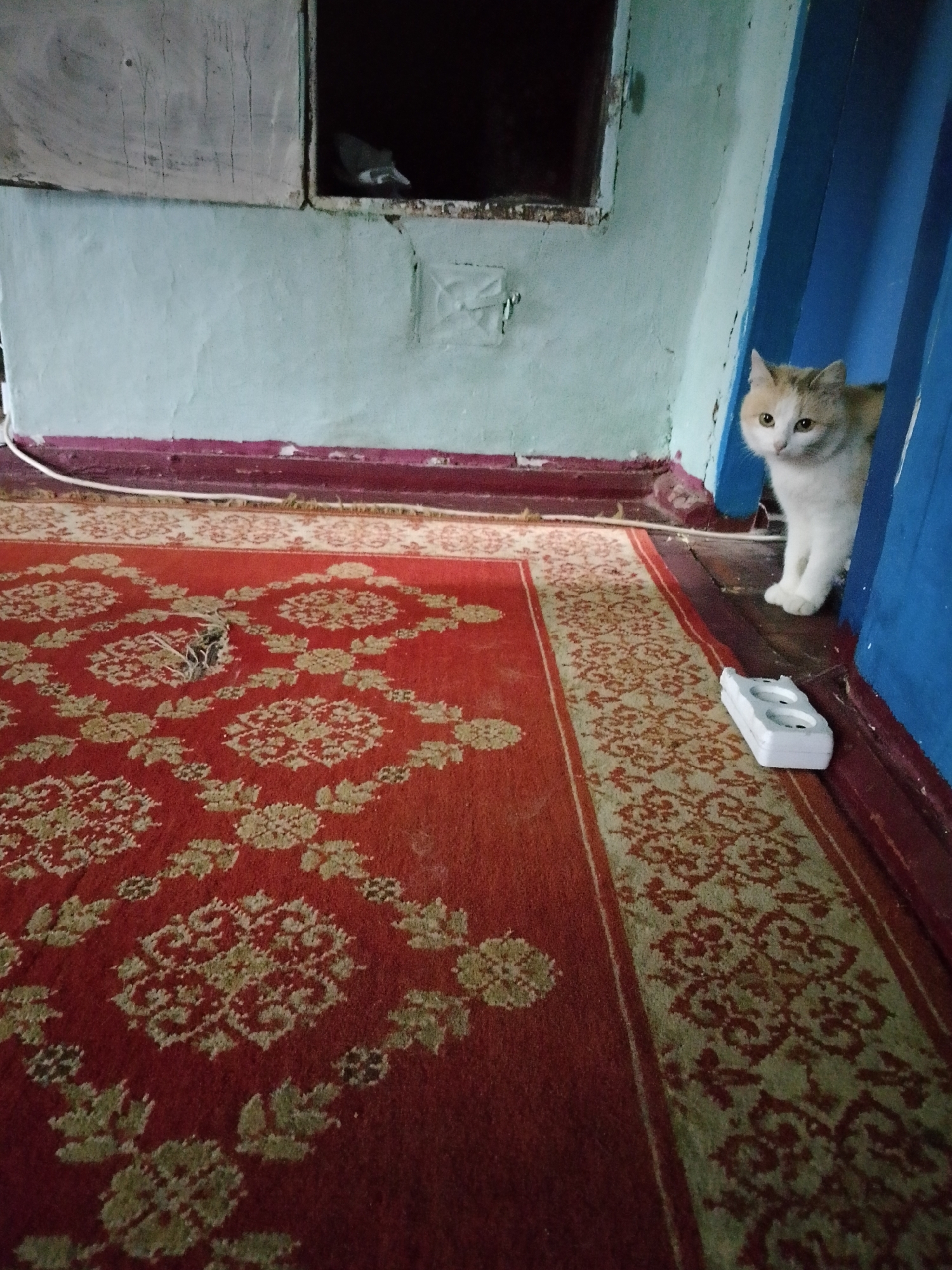 This image captures an indoor scene within a dwelling in the city of Unknown, Unknown. The room features light blue-green painted walls displaying visible cracks and wear, with a dark maroon baseboard running along their lower perimeter. On the left wall, a rectangular opening or niche, possibly a former fireplace or oven, presents a dark interior. The floor is covered by a red rug patterned with repeating light green/beige floral or abstract motifs and bordered by a contrasting design. A small, irregular tear or hole, containing loose organic material, is visible in the rug towards the mid-left. A white electrical cord extends along the baseboard on the left. On the lower right side of the rug, a white, two-socket electrical outlet strip is positioned. A domestic cat, with white fur and light orange/tan patches on its head and back, is partially visible on the right, peering from behind a vertical blue architectural element, likely a door frame. The cat's gaze is directed towards the viewer.