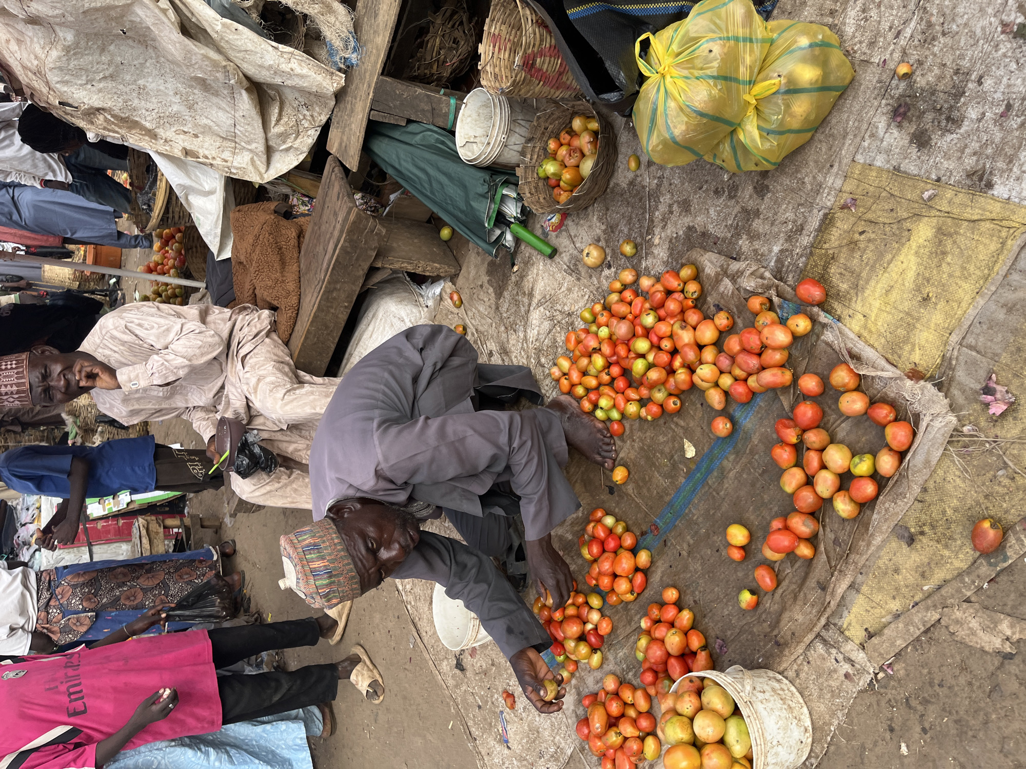 In Rafin Par, Nigeria, an outdoor market scene unfolds. A man, wearing a grey traditional outfit and a patterned cap, crouches on a mat laid on the ground, sorting through piles of tomatoes. To his left, a white bucket is filled with tomatoes. Other piles of tomatoes are scattered around him on the mat. Behind him, other individuals are visible in the background, some standing and others seated, amidst market stalls and various goods, including baskets and large plastic bags. The ground is dirt and covered in the matting.