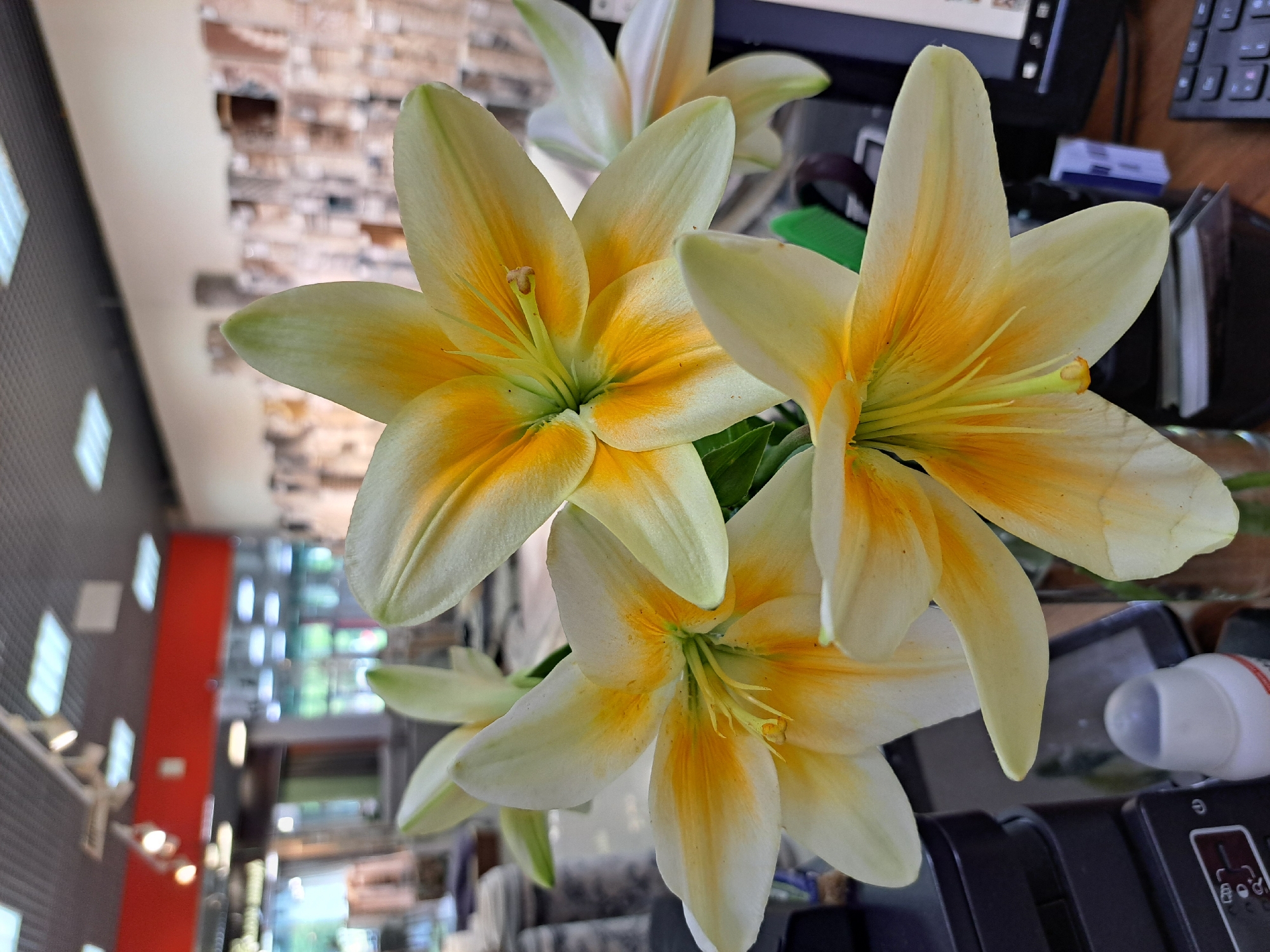 In a brightly lit indoor setting, likely a retail space, a bouquet of three prominent yellow and white lilies is the focal point. The flowers, with their distinct orange markings on the petals, are arranged in a glass vase. The background is blurred, showing glimpses of a ceiling with fluorescent lighting, a red horizontal element, and shelves displaying items that appear to be tiles or stone slabs, suggesting a store environment such as a home improvement or decor store. To the left of the flowers, part of a black electronic device, possibly a printer, is visible, and a white cylindrical object is positioned nearby. On the right, a computer monitor and keyboard are partially seen. The scene is devoid of any people. The location is not identifiable as Barnaul, Russia.