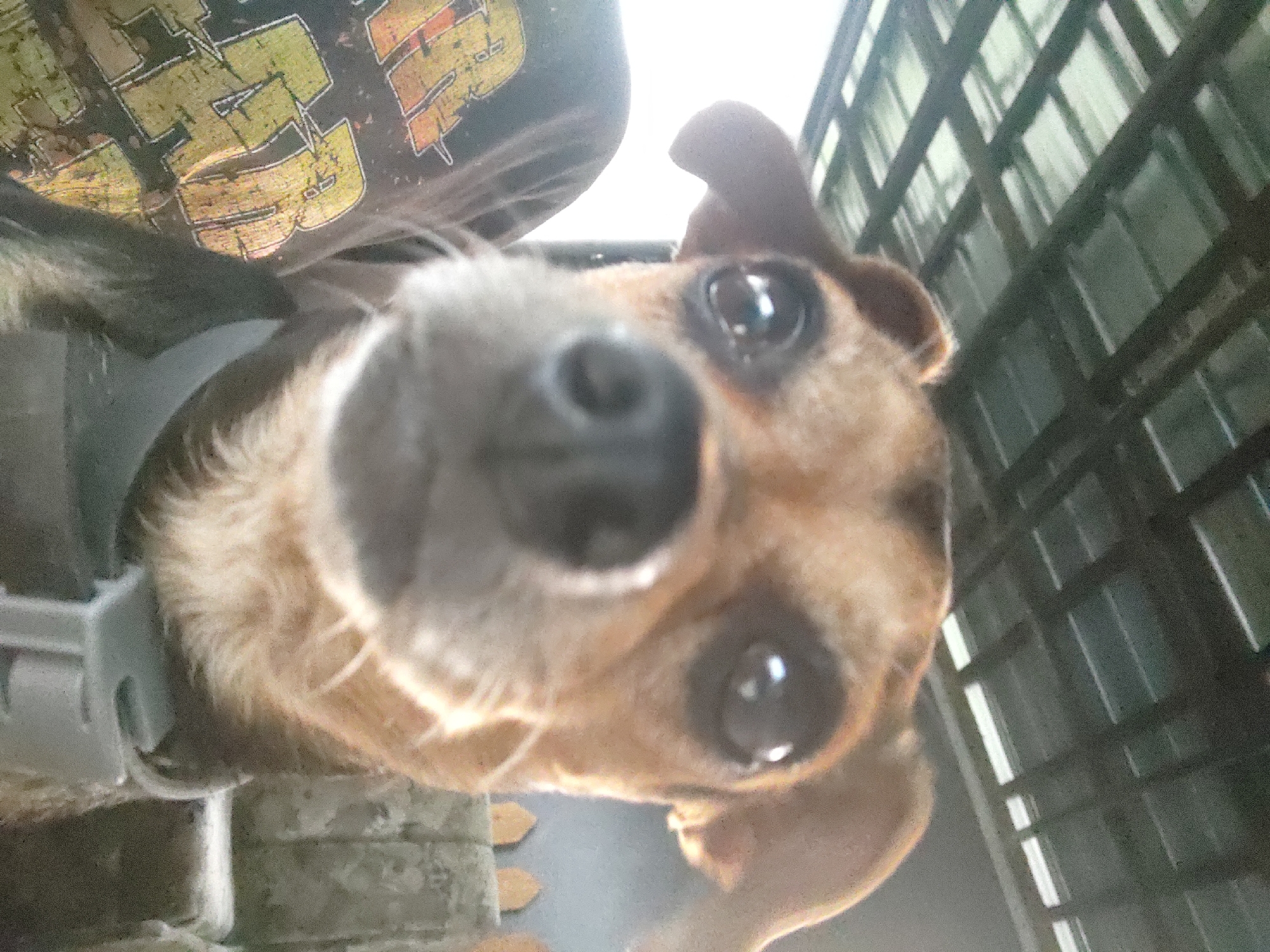 The image is a close-up, low-angle shot of a small dog with tan and brown fur. The dog's face is prominently featured, with its nose very close to the camera, creating a slightly distorted perspective. Its eyes are dark and reflective, and one of its ears is perked up while the other is flopped down. The dog appears to be wearing a light-colored collar.
In the background, to the left of the dog, a portion of a black t-shirt is visible with bold, distressed text that appears to read "PSYCHO" in yellow and orange lettering. To the right and behind the dog, there is a dark, slatted structure, possibly a fence or a crate, with some light filtering through the gaps. The overall lighting suggests it could be daytime, with bright light coming from above. The setting appears to be outdoors or in an area with natural light. There are no clear indications of specific weather conditions, but the light suggests a clear day. The dog's expression is one of curiosity or playfulness, as it seems to be looking directly at the camera. The context provided indicates the location as Kochmar, Bulgaria.
