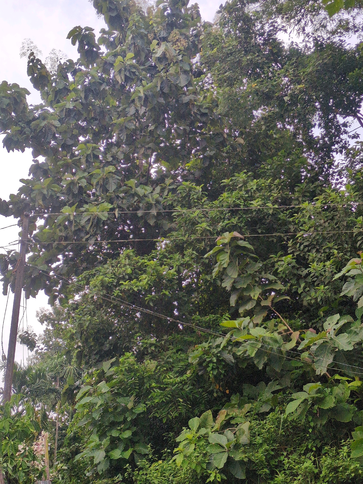The image captures a dense, verdant scene dominated by large-leaved trees and smaller undergrowth, likely on the outskirts of Borchora, India. A wooden utility pole with several wires is visible on the left side, cutting through the foliage and suggesting the presence of infrastructure. The sky is overcast, casting a diffused light on the scene. The vegetation appears healthy and lush, with varying shades of green indicating different plant species. The overall impression is one of natural abundance intertwined with human development.