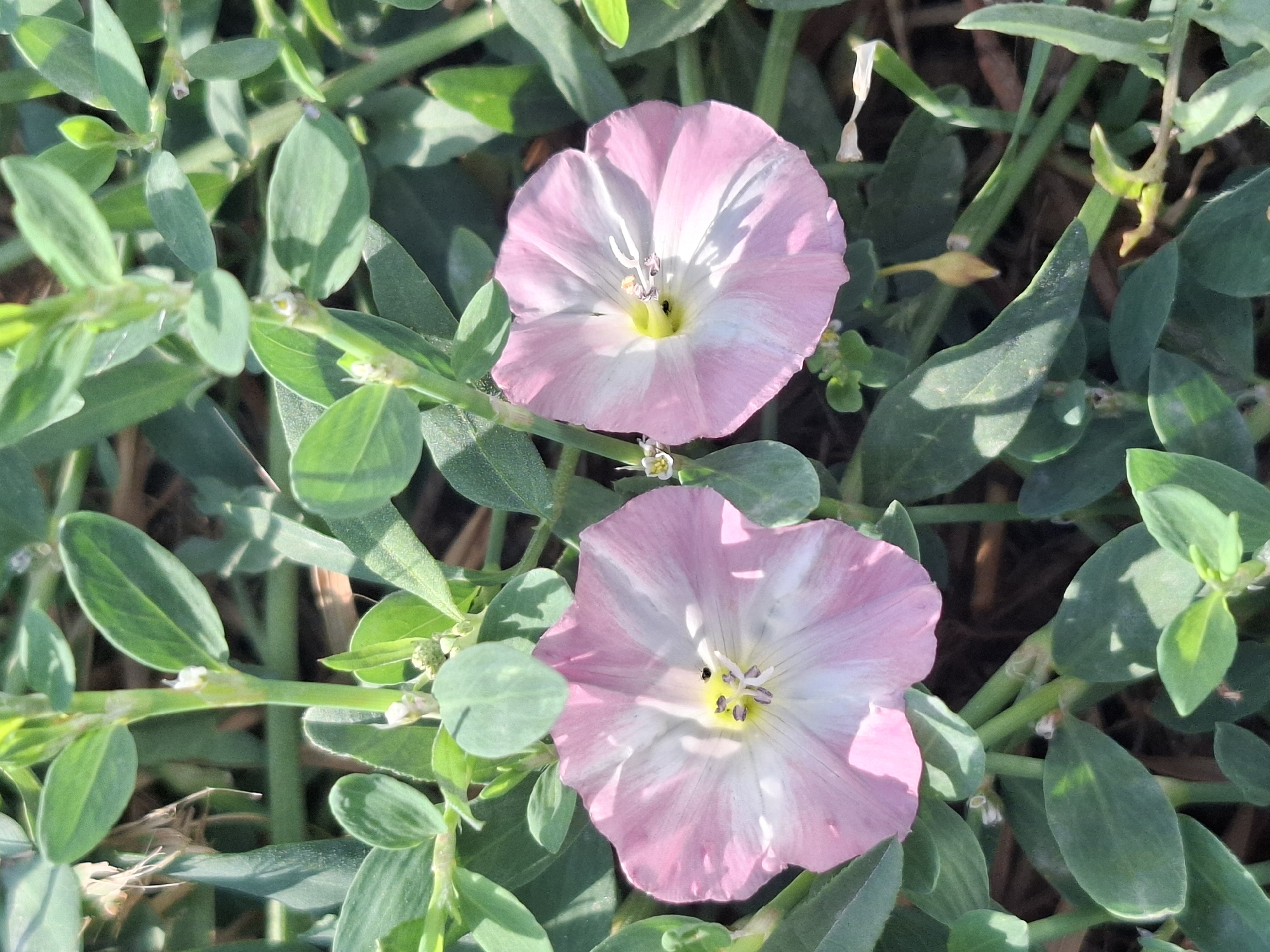 The image shows a close-up view of two pink and white bindweed flowers amidst green foliage. The flowers have a trumpet shape with five distinct petals, each striped with white radiating from the center. The centers of the flowers are yellow, with visible stamens and pistils. The leaves are oval-shaped and a vibrant green, some casting shadows from the sunlight. The background is blurred, suggesting a shallow depth of field, with hints of dry earth and other vegetation. There are no people or man-made objects visible in the scene, indicating it is a natural outdoor setting. The lighting suggests it is daytime with bright sunlight.
This scene could be found in a park or garden within the city of Almaty, Kazakhstan, where such flowering plants are common. For instance, it might be located in the Botanical Garden of Almaty or a public green space like Park of the First President, especially during the flowering season.