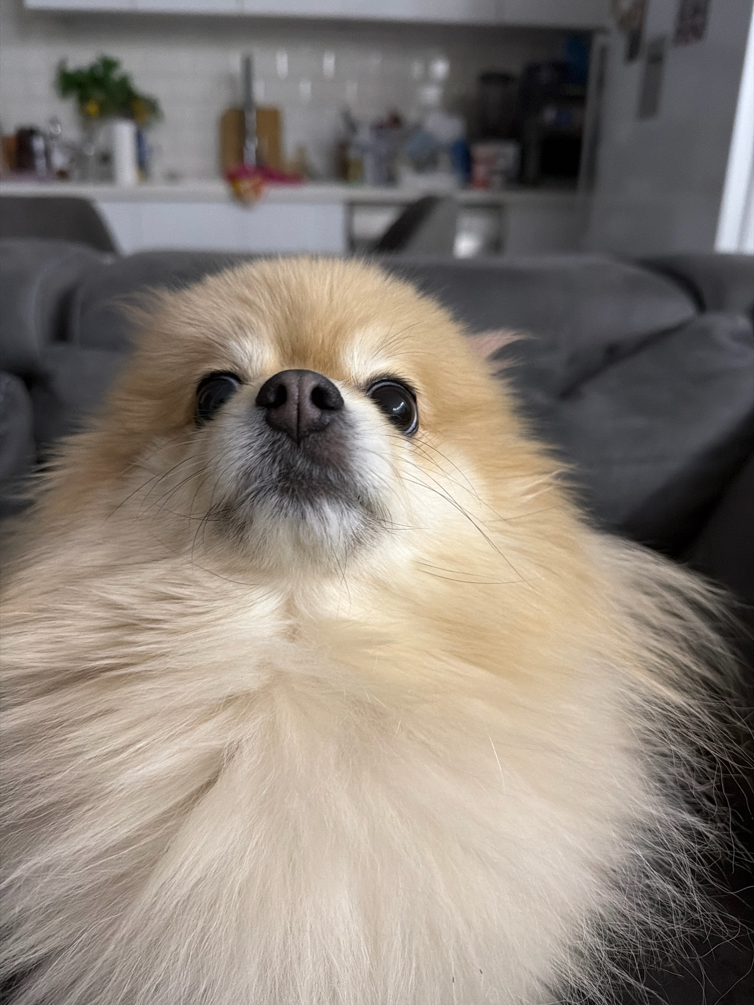 A close-up, low-angle shot captures a Pomeranian dog's face with its head tilted upwards. The dog has light brown and cream-colored fur, large dark eyes, and a black nose. Its fluffy fur fills the majority of the frame. The background is blurred and shows a dimly lit domestic interior, possibly a living room or kitchen, with furniture and shelves visible. There is no indication of the location being Tbilisi, Georgia.