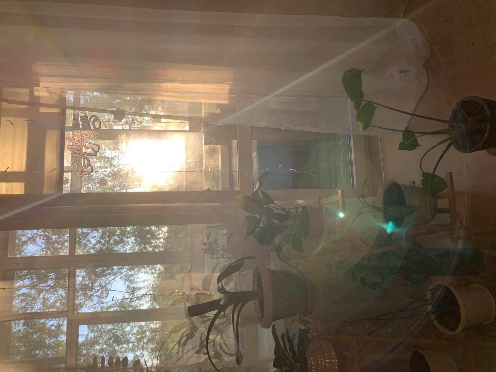 The image depicts an indoor scene, likely a room with a large window overlooking trees. The sun is shining brightly through the window, creating a warm, golden light that casts lens flares across the image. Several potted plants are visible in the foreground, arranged on shelves and stands. A decorative sign with Cyrillic lettering hangs on the window, which reads "С Новым Годом!" ("Happy New Year!"). The setting appears to be an apartment or house in Chaikovsky, Russia, given the context provided. There are no people visible in the image.