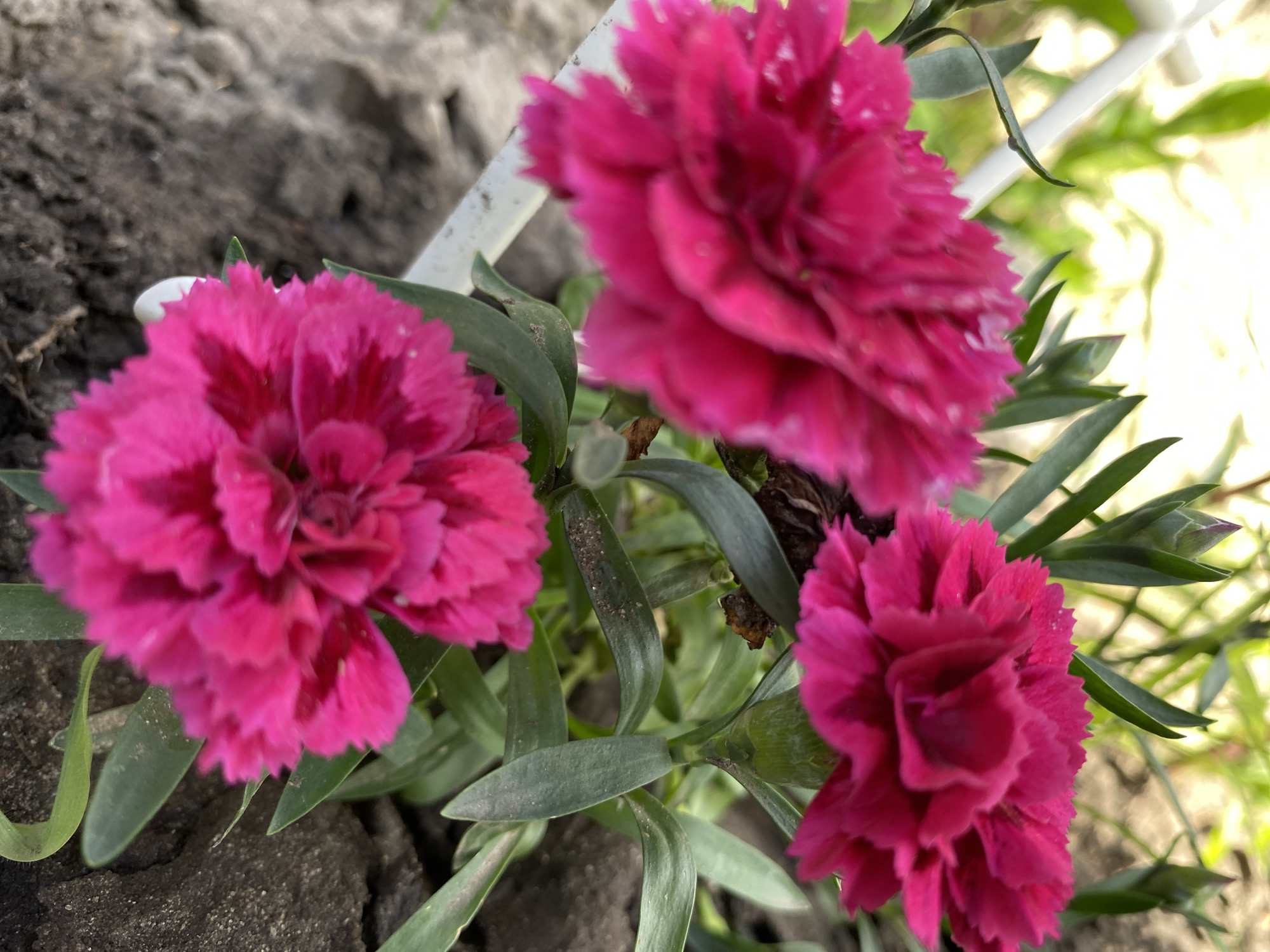 An overhead close-up shot captures a cluster of three vibrant pink carnations with fringed petals, nestled amongst their deep green, slender leaves. The carnations are the main focus, with the top bloom being the sharpest and most detailed, while the two lower blooms are slightly out of focus. The background consists of a dark, rough texture, possibly a stone wall or weathered concrete, on the left, and a soft, out-of-focus blur of green foliage and what appears to be a white watering can or stake on the right. The lighting suggests it is daytime, with natural light illuminating the flowers.