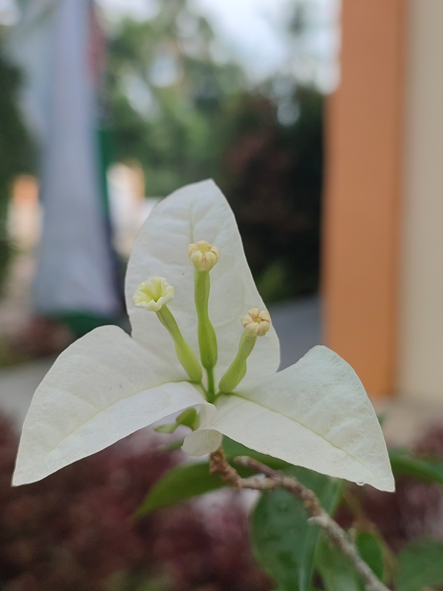 A close-up, vertical shot features a delicate white bougainvillea flower with three visible stamen-like structures extending from its center. The flower's petals are translucent and finely veined, with a slight curve to their form. In the background, a blurred, light-colored building with an orange accent is visible, alongside greenery and what appears to be a white flag or fabric. The ground below the flower is covered in dark, reddish-brown foliage. The image was captured in Blangriek, Indonesia.