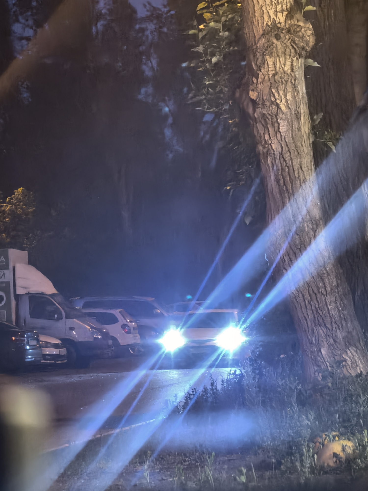 The image depicts a nighttime scene on a city street, likely in Unknown, Unknown. Several vehicles are parked or stopped along the roadside, with their headlights casting bright beams that reflect off the wet pavement. The scene is illuminated by these headlights and ambient light, creating a somewhat hazy and dramatic atmosphere.
In the foreground, a large tree with a textured bark stands prominently on the right side of the frame. Its branches and leaves are visible, partially obscuring the background. The lighting creates strong highlights and shadows on the tree trunk and surrounding foliage.
To the left, a white truck with a cargo box is visible, along with other cars parked behind it. One car, in particular, has its headlights on, contributing significantly to the glare and light beams that streak across the image.
The ground appears to be asphalt or a similar paved surface, and it looks wet, possibly from recent rain or dew, which enhances the reflections of the lights. There are some scattered plants and grasses visible along the edge of the road.
The overall impression is one of a quiet street at night, with the headlights of the vehicles being the primary source of illumination, creating a dynamic interplay of light and shadow. There are no people clearly visible in the image.
