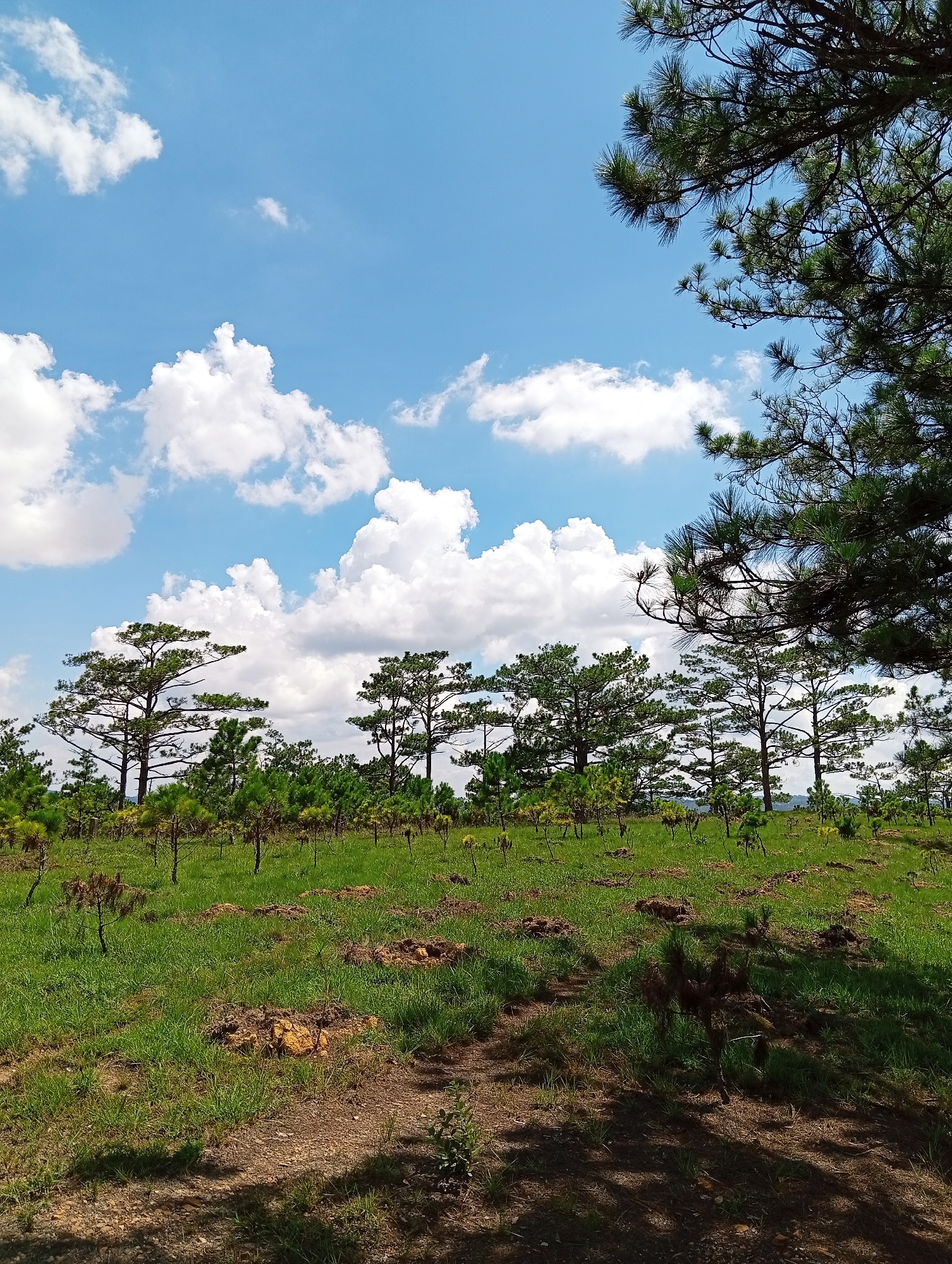 The image captures a scene in Lam Vien - Da Lat, Vietnam, featuring a grassy landscape dotted with young pine trees. In the background, a line of taller pine trees stands against a bright blue sky filled with fluffy white clouds. In the foreground, the ground is covered in green grass with patches of exposed soil and shadows cast by nearby trees. A pine tree branch occupies the upper right corner of the frame.