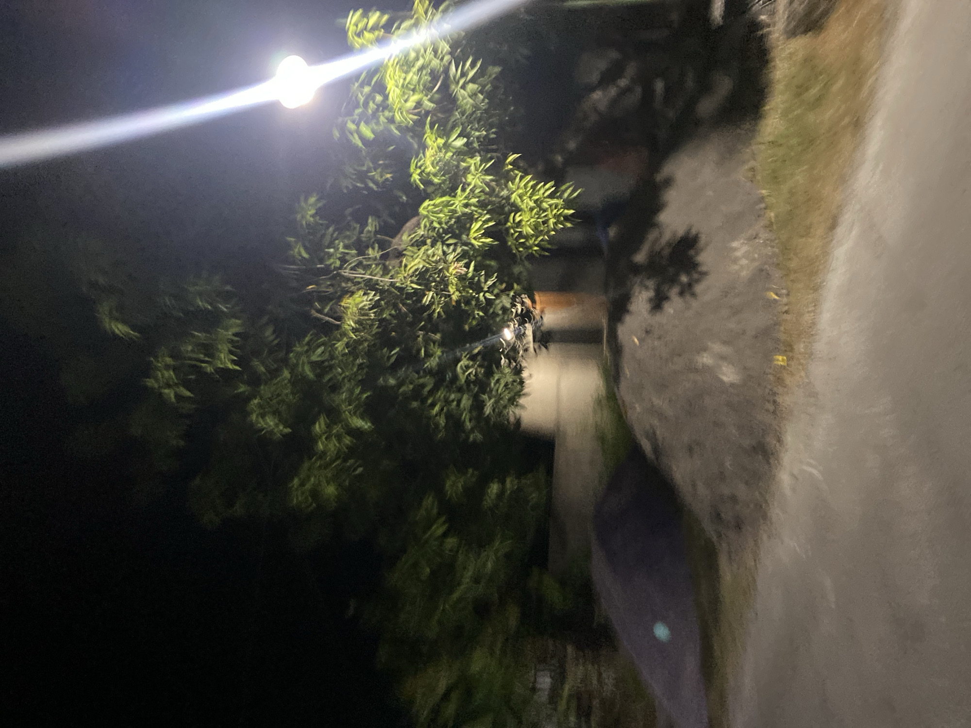 The image depicts an outdoor scene at night, illuminated by a bright overhead light source on the right. In the center and right of the frame, a tree with dense green foliage is prominent. The tree's branches extend across the upper portion of the image. In the foreground, two large mounds of dark material, possibly soil or construction aggregate, are visible on the left and center. A paved surface, likely a road or pathway, occupies the lower part of the image. The background is dark, suggesting it is nighttime. The location is identified as Kalisari, Indonesia.