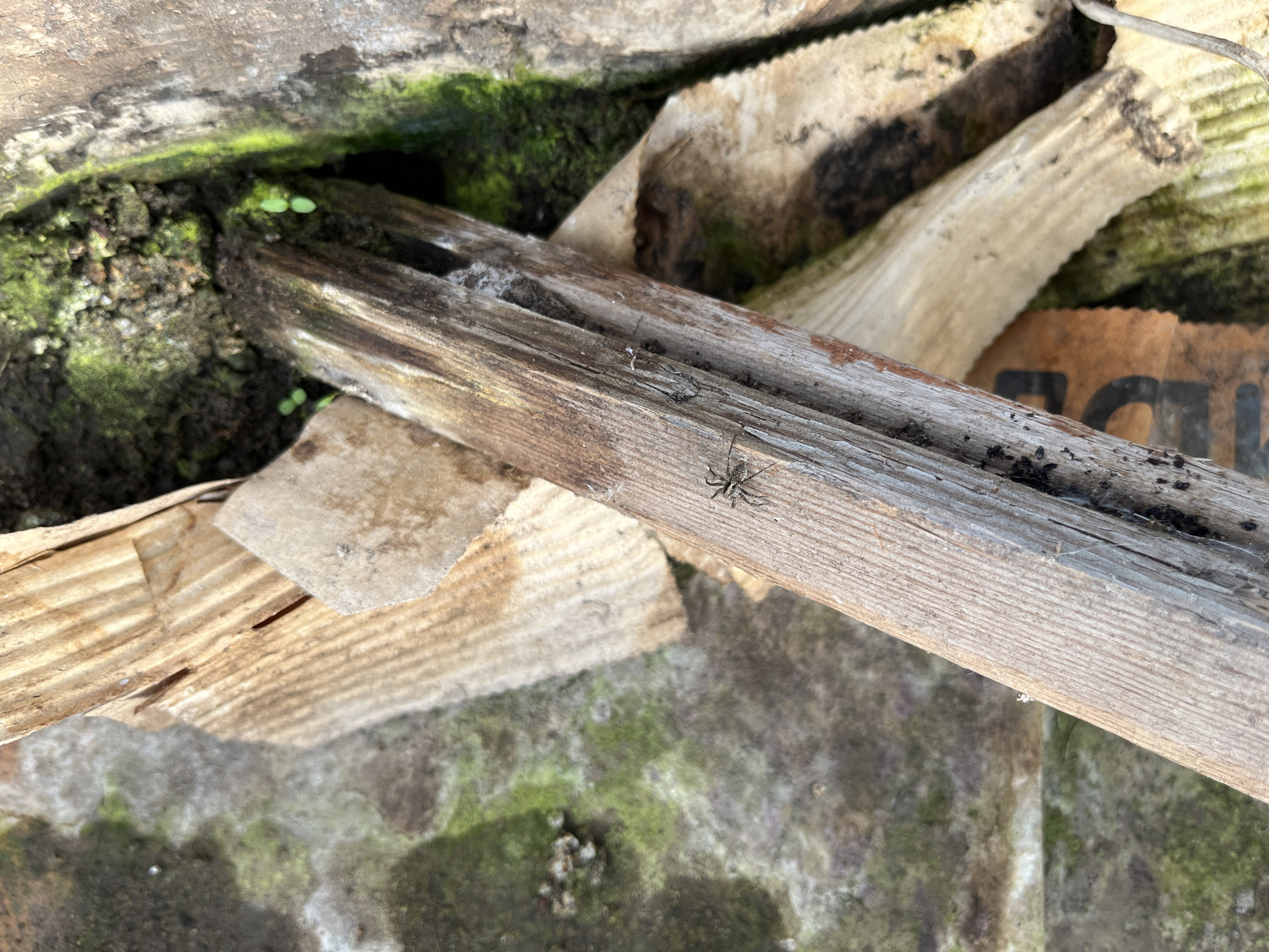 This media file presents a close-up view of an outdoor, rustic setting in Chaikovsky, Russia. The primary subject is a small, patterned spider, with a compact body and visible legs, resting on a weathered wooden plank that extends diagonally across the image. The plank is light brown with noticeable grain and some darker stains.
Surrounding the central wooden plank are other pieces of weathered wood and what appears to be discarded, corrugated cardboard. These materials are partially covered by dark, damp soil and vibrant green moss, which flourishes in several areas, particularly in the upper left corner. Small, bright green plant sprouts emerge from the mossy soil, adding to the natural growth.
In the background, a piece of brown corrugated cardboard shows partially visible dark text. Although blurry, it appears to contain letters such as "AD" or "A D", possibly part of a larger word or label. The ground visible beneath the materials is a mix of dirt and moss-covered concrete or stone. The scene is brightly illuminated by natural daylight, suggesting it is daytime. No human activity or emotions are depicted. The overall impression is one of a humble, naturalized area, possibly a garden or a neglected corner of a yard.