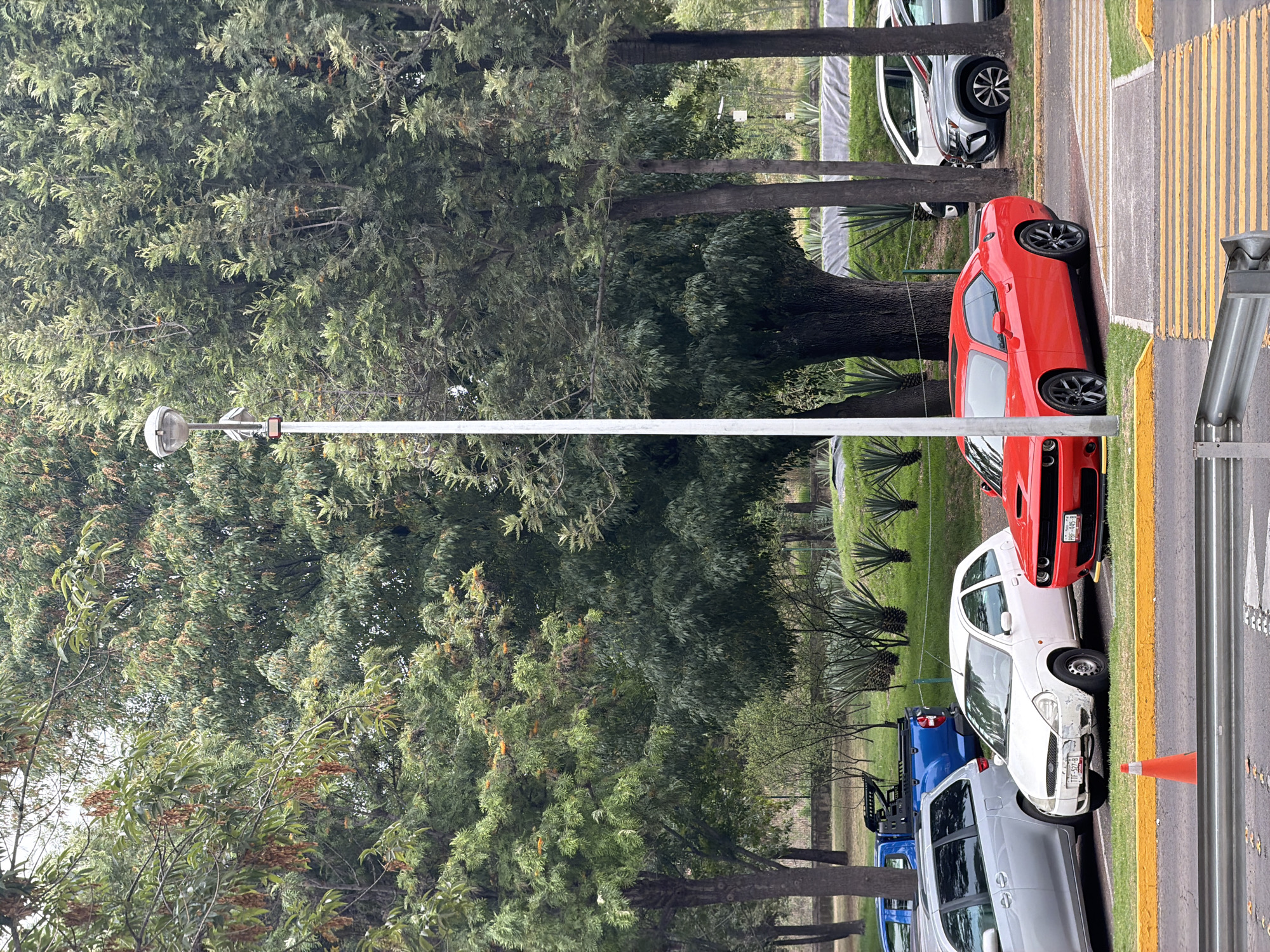 The image depicts a scene in San Andrés Cholula, Mexico, featuring a row of parked vehicles adjacent to a heavily wooded area. From left to right, the vehicles include a gray minivan, a blue pickup truck, a white car with visible damage to the front passenger side, a red sports car, and a silver hatchback. The vehicles are parked alongside a curb with yellow edging and a pedestrian crosswalk. A light pole is positioned near the edge of the wooded area, illuminating the road. Tall, dense trees with various shades of green foliage dominate the left side of the image. Some agave plants are interspersed between trees. In the foreground, a portion of a metallic barrier can be seen.