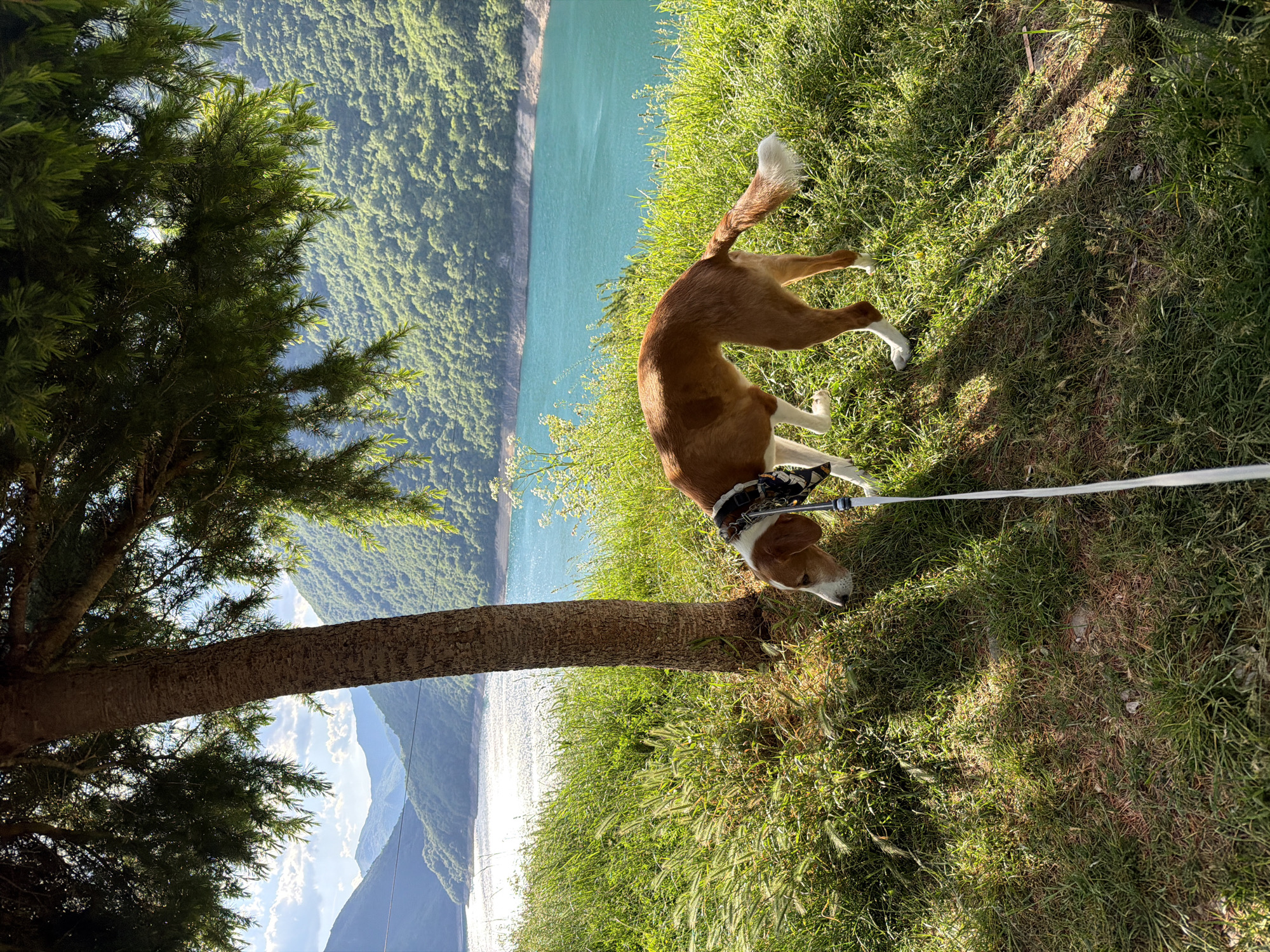 A medium, eye-level shot shows a brown and white dog sniffing the base of a tree on a grassy slope near a body of water. The dog is wearing a black and white patterned collar and is attached to a white leash. The tree is green, and the body of water is bright turquoise. The grassy slope appears to be along a hillside, as there is a forest in the background. The sun is shining. This photograph may have been taken at Plužine, Montenegro, given the environmental and topographic details.